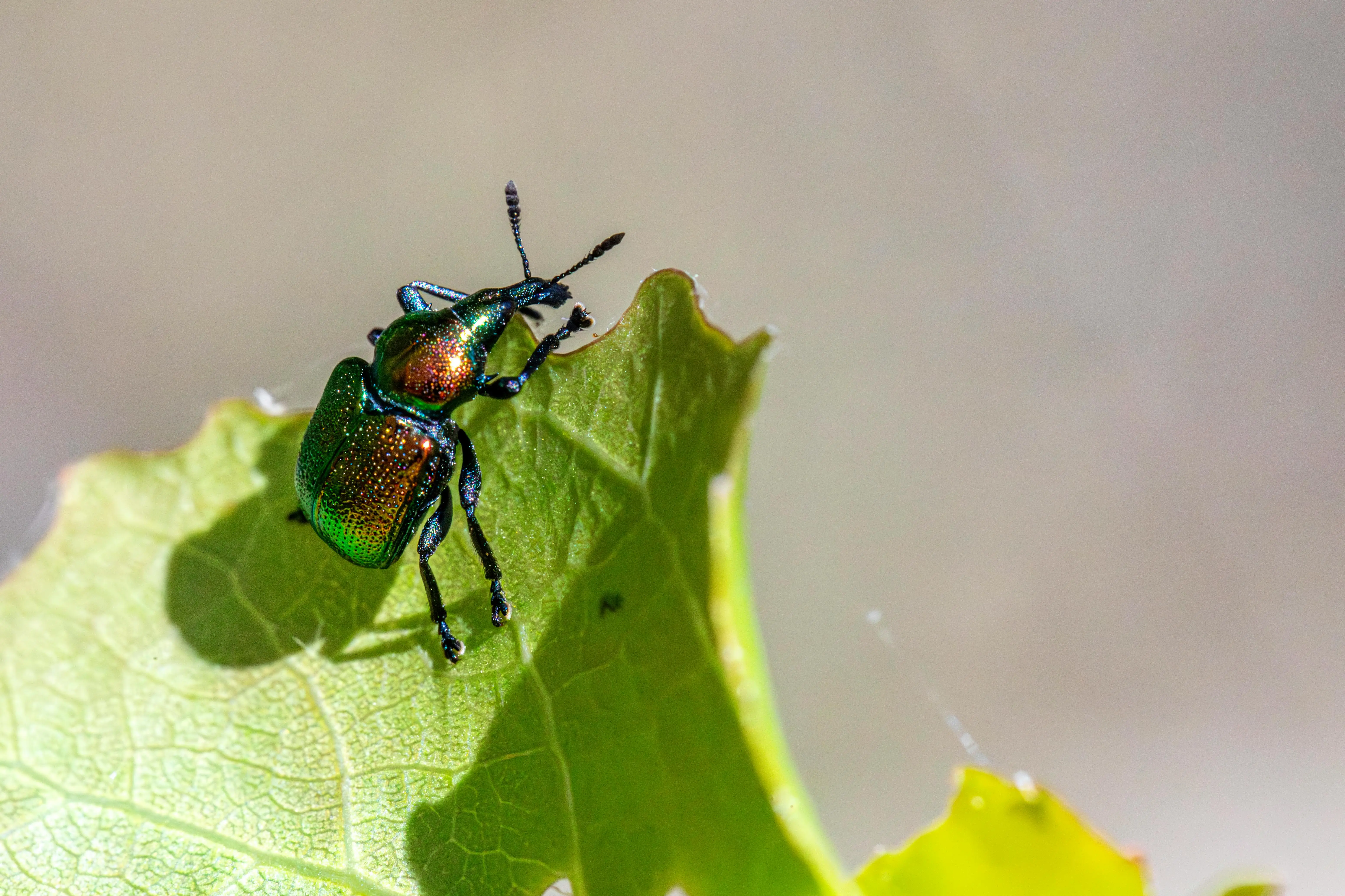 in wall pest control A detailed macro shot of an aspen leaf-rolling weevil on a green leaf.