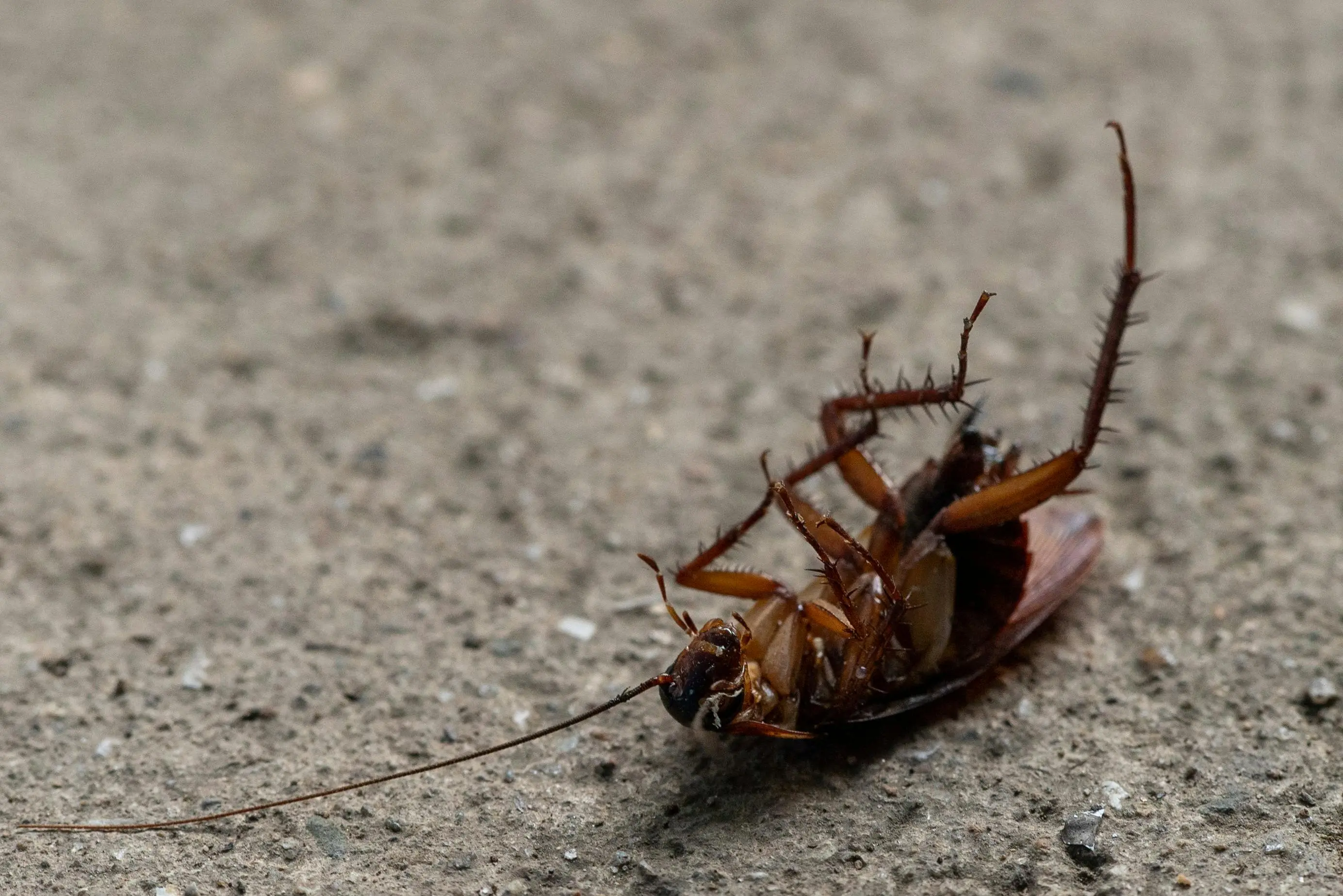 how to kill a cockroach Macro shot of a dead cockroach lying on its back on concrete surface.