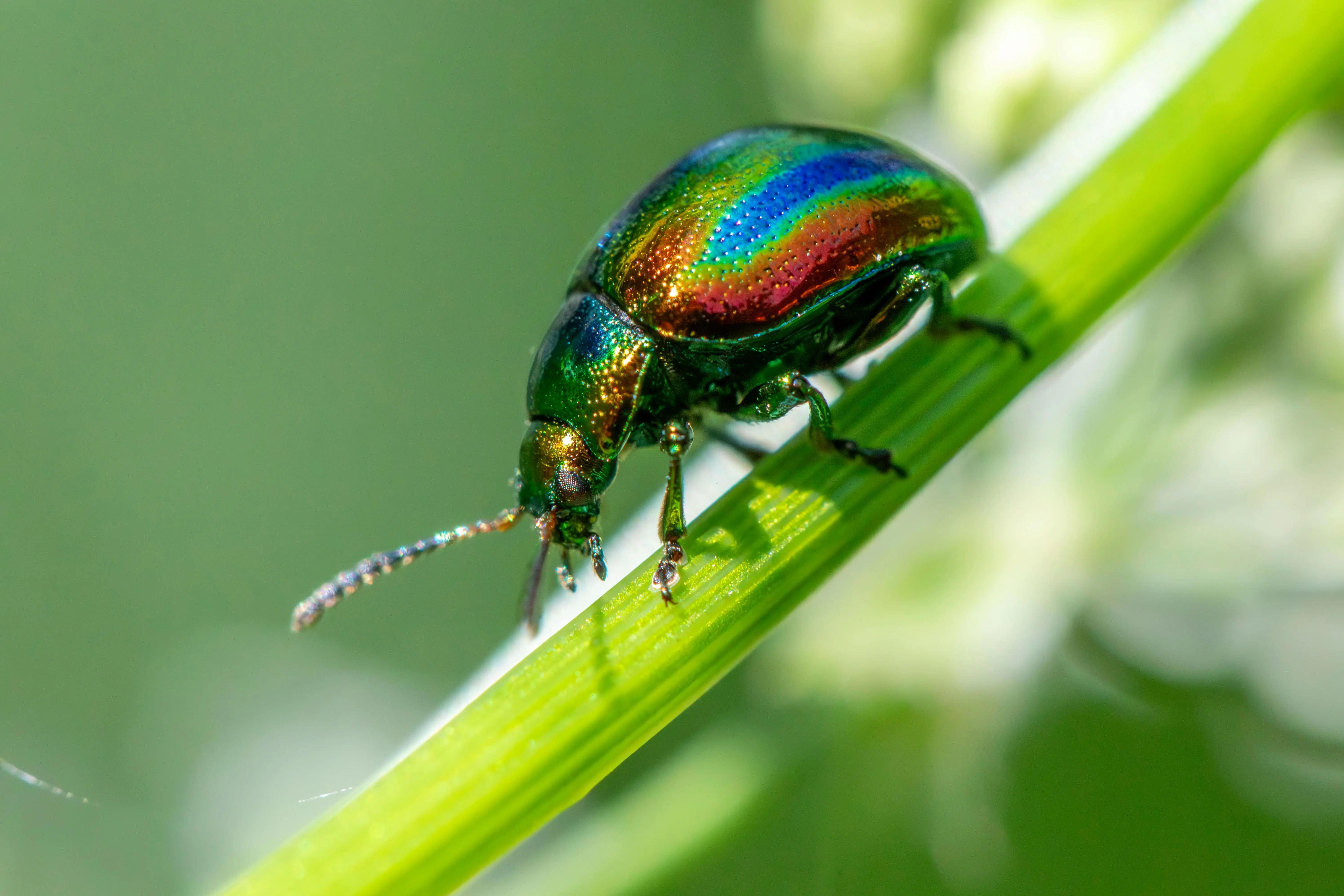 one time pest control Close-up of a colorful Dead-Nettle Leaf Beetle on a green stem, showing iridescent exoskeleton.