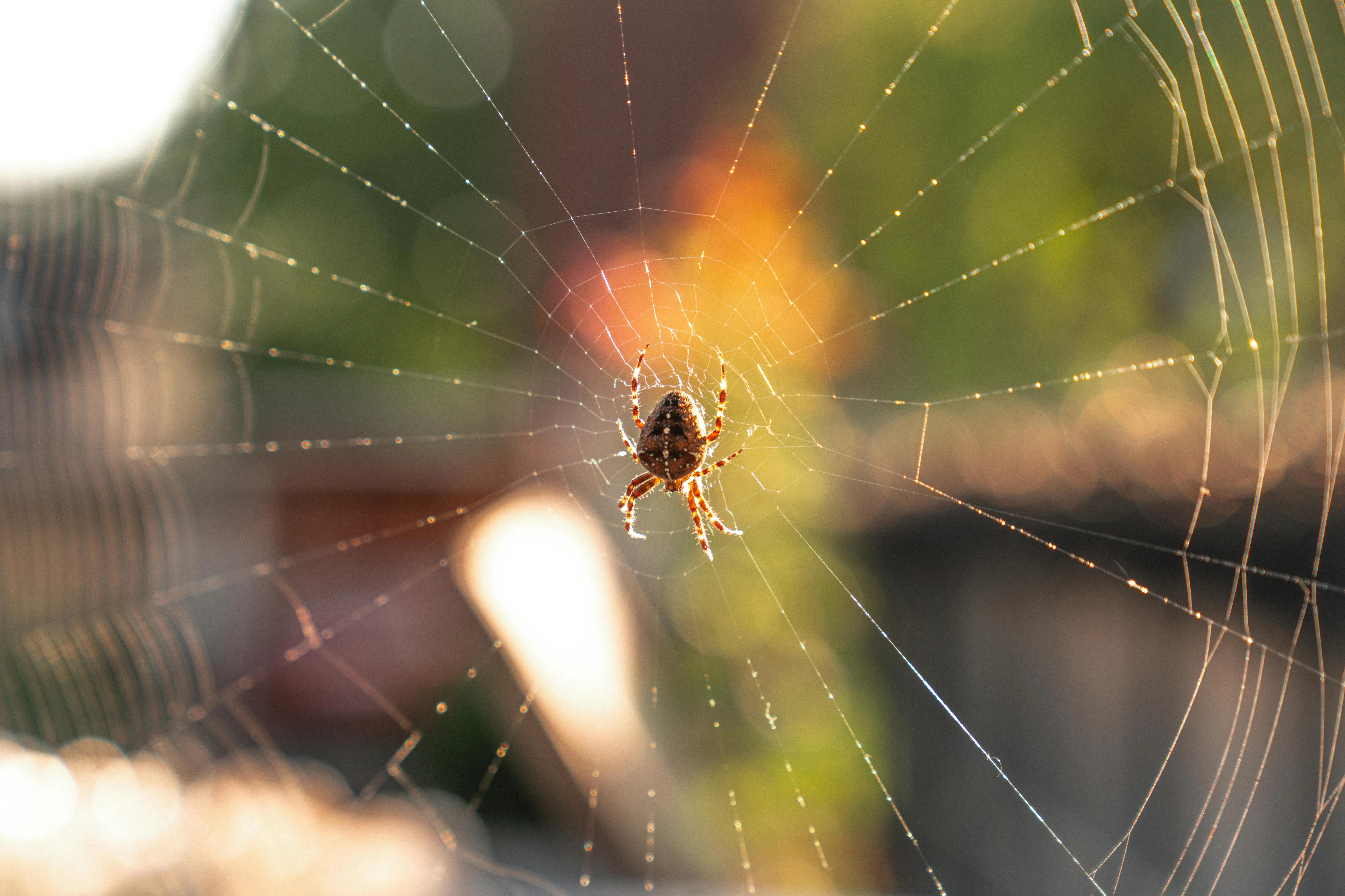 how to get rid of spiders in your house Detailed image of a brown spider in its web during daytime, with a vibrant outdoor background.