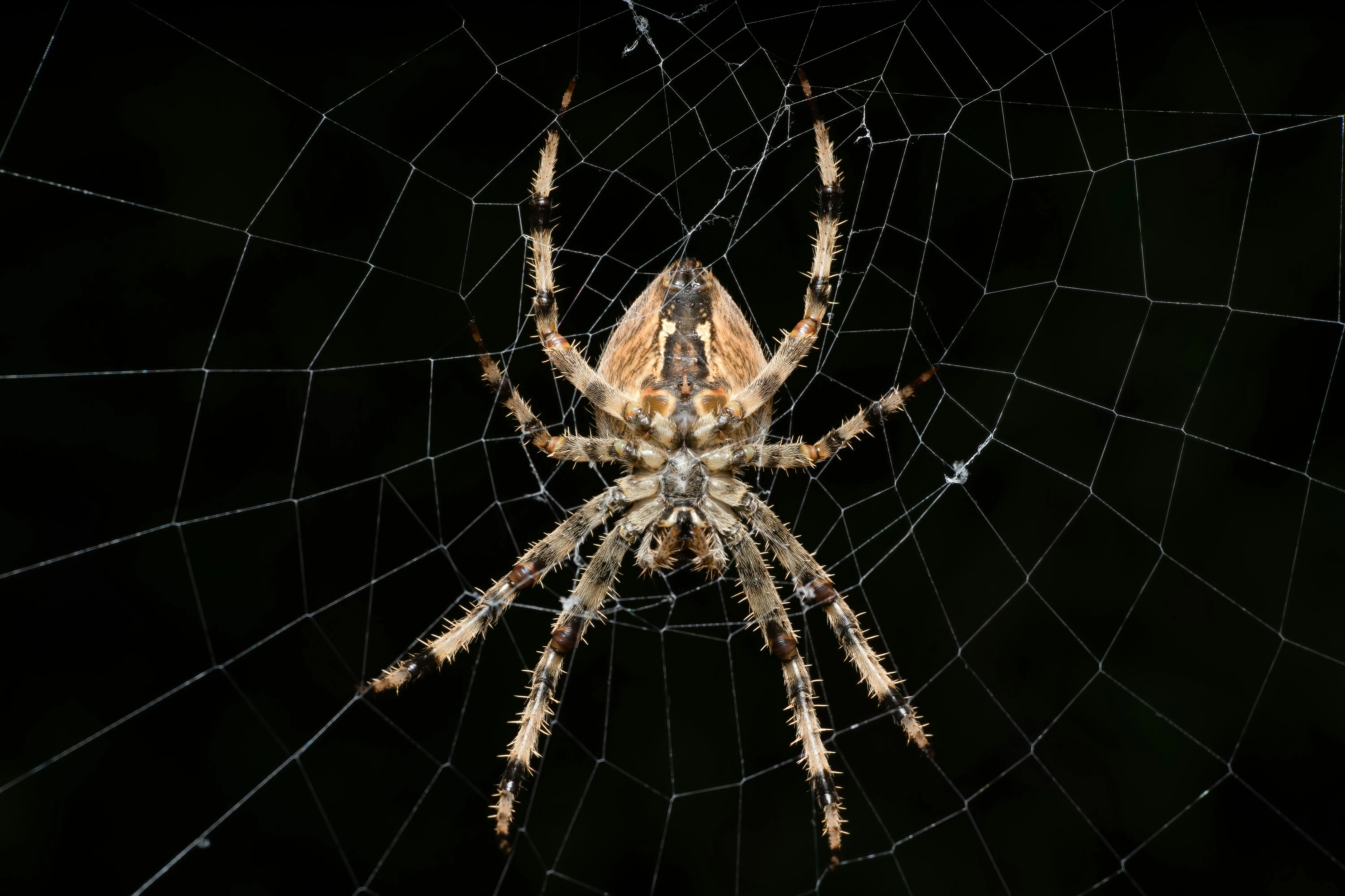 how to get rid of spiders in your house Detailed shot of an Araneus diadematus spider on its web during daytime outdoors.