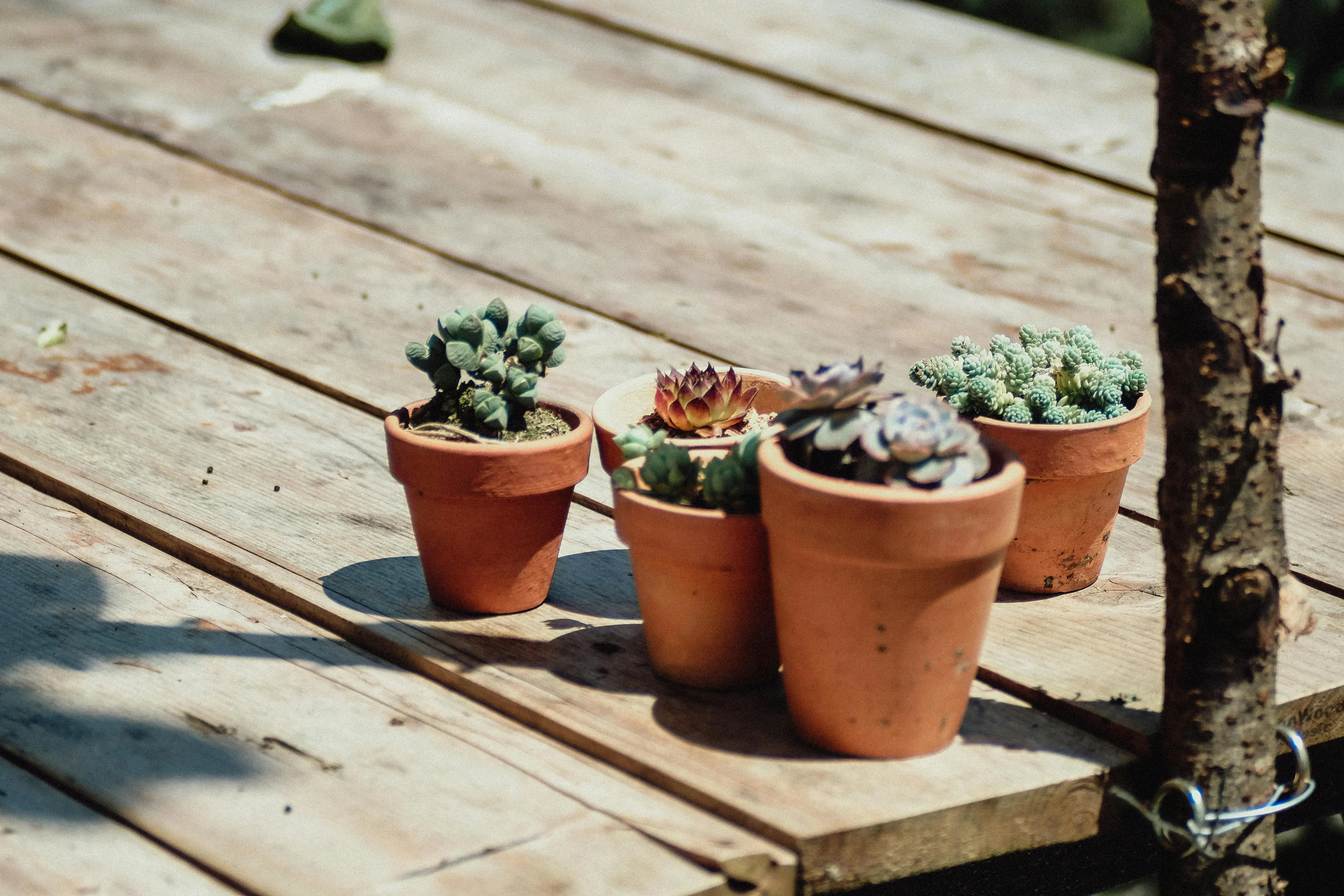 do succulents need sun A collection of potted succulents in terracotta pots on a wooden table.