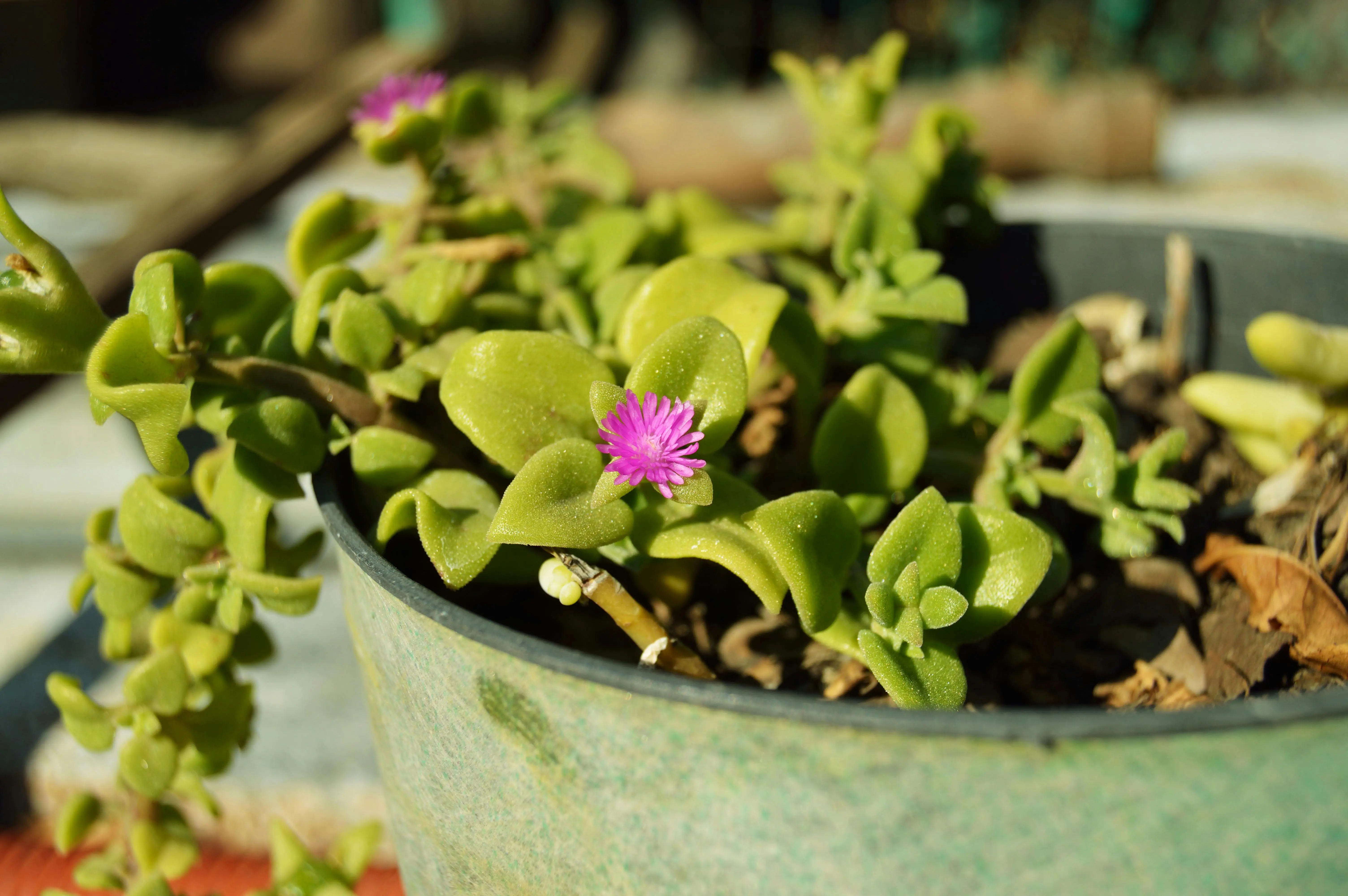 do succulents need sun Close-up of a vibrant succulent with pink flowers in a sunlit pot outdoors.