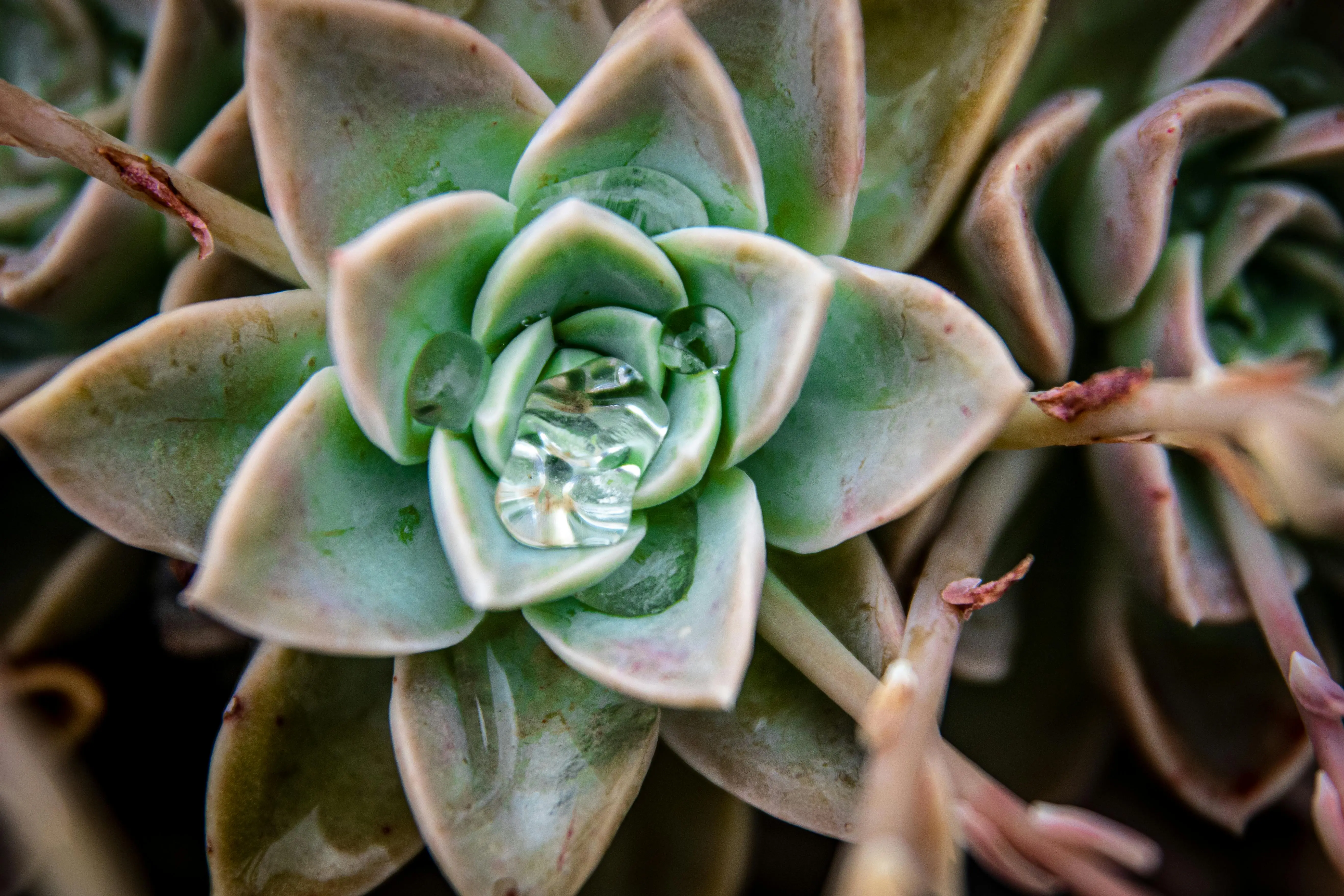 do succulents need sun Macro view of a vibrant succulent with water droplets on its leaves.
