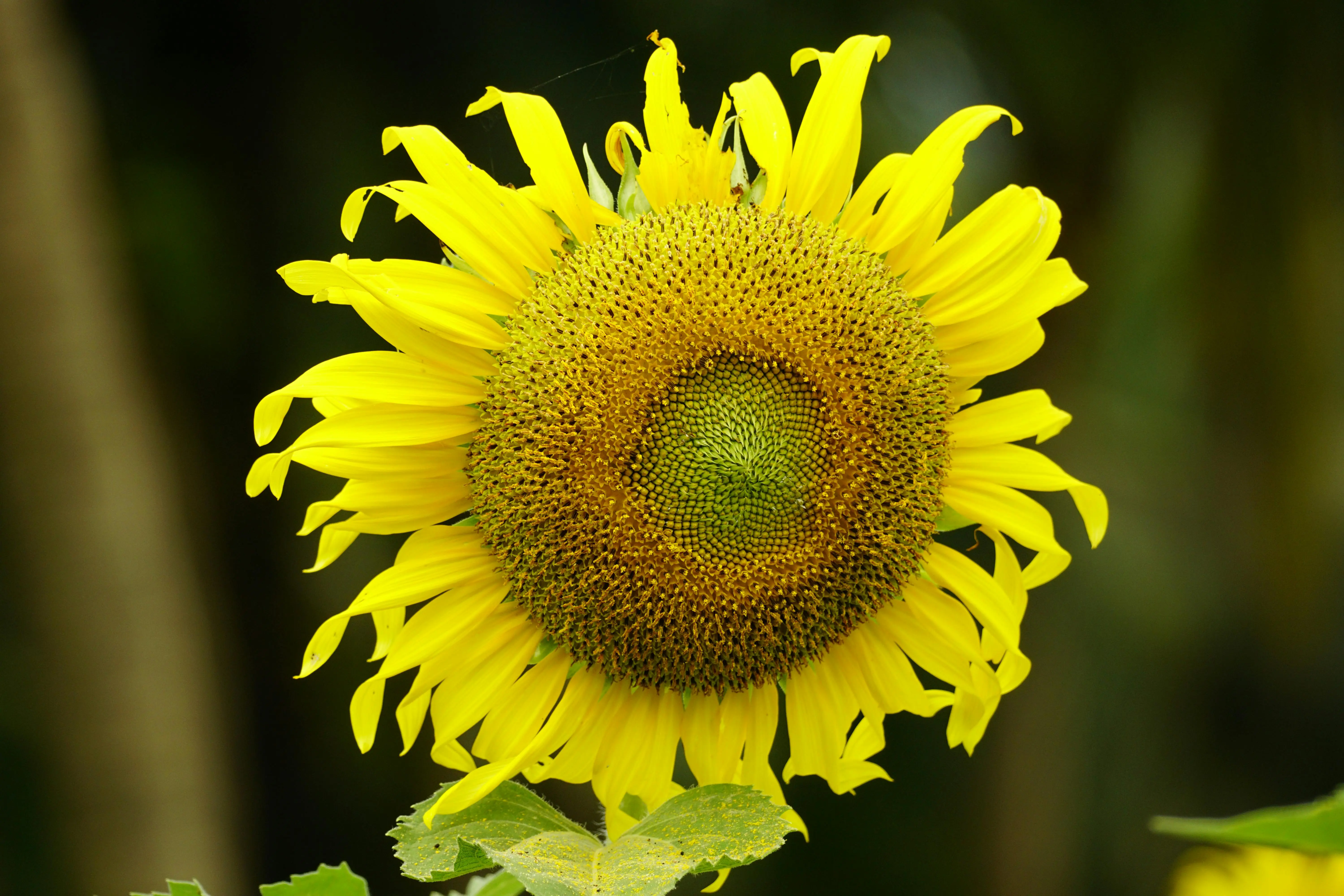sunflower and rose bouquet Vibrant yellow sunflower in full bloom on a sunny day, showcasing detailed petals and seeds.