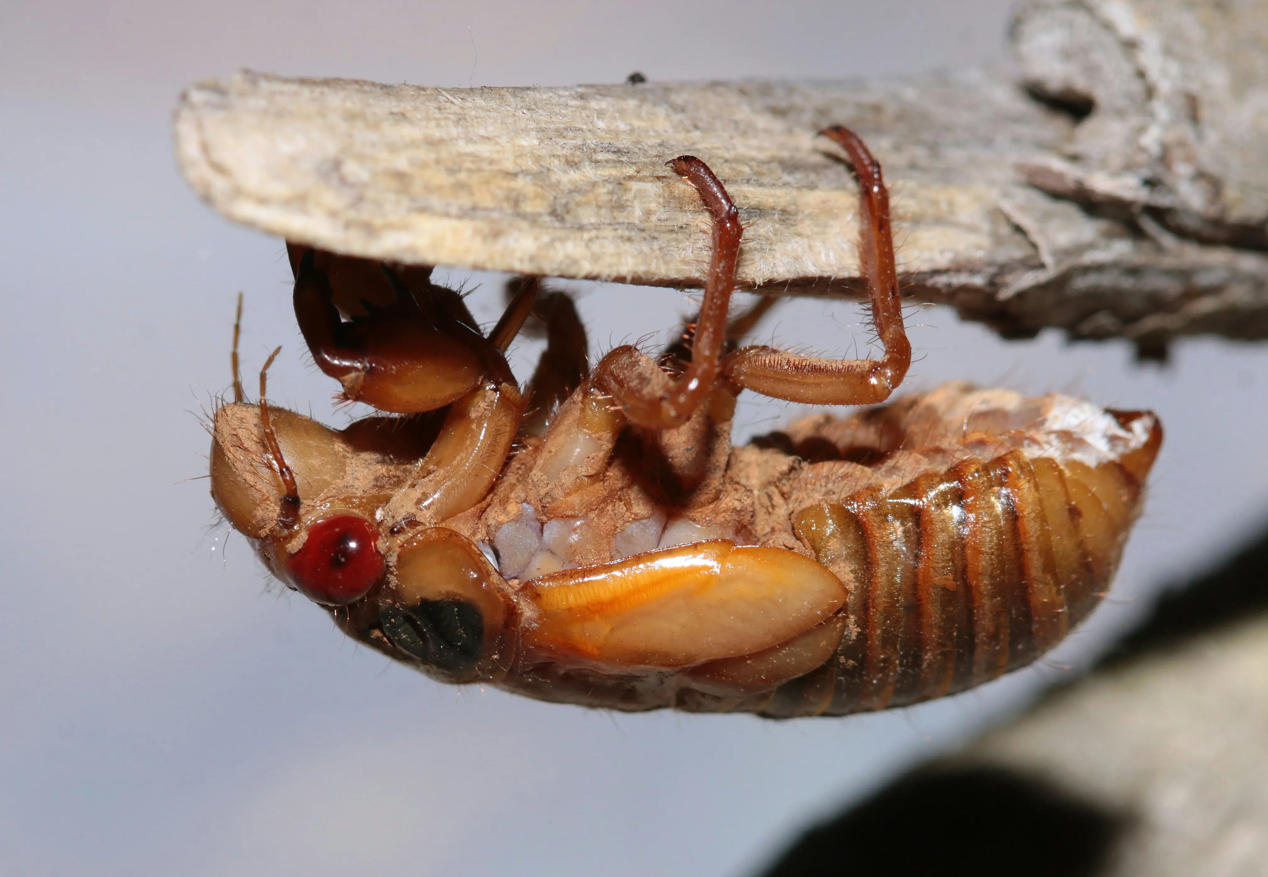 How to Kill a Cockroach : 7 Proven Methods !