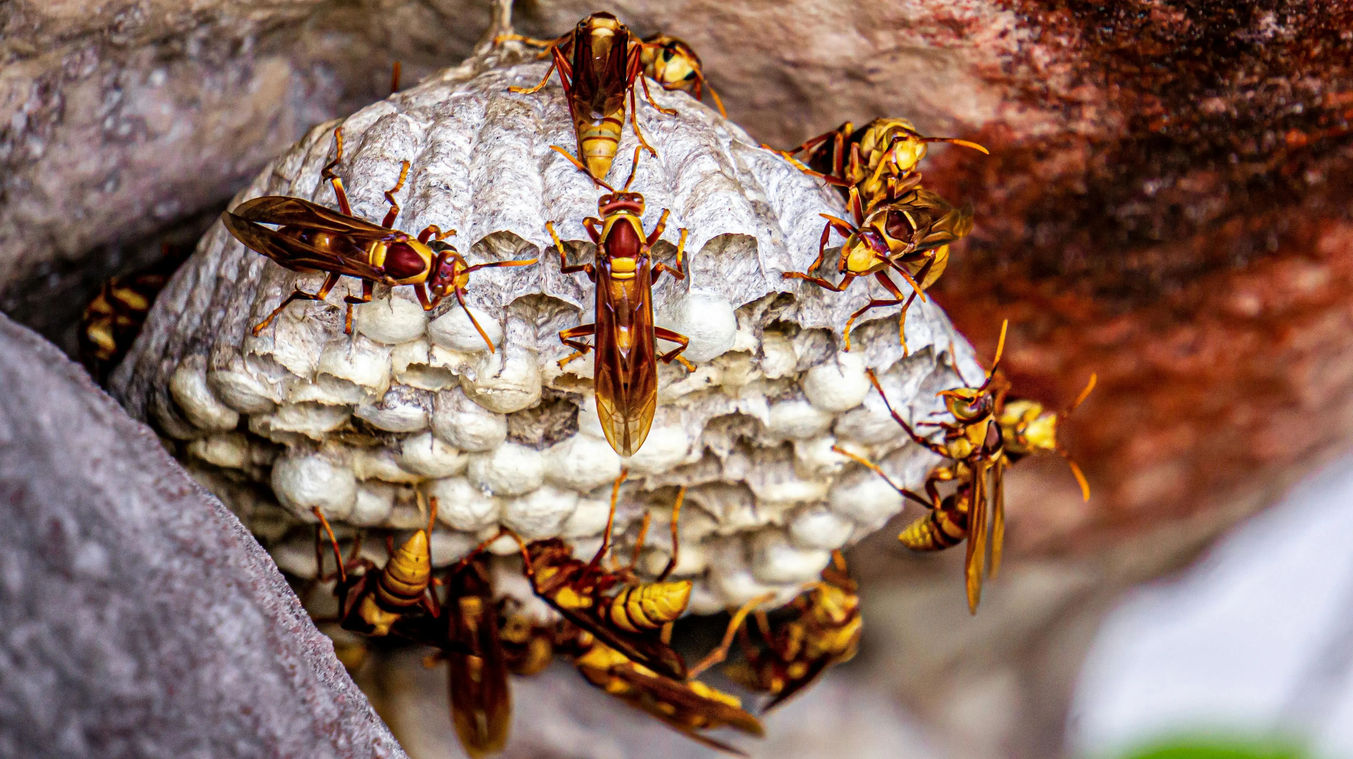 hornet nest vs wasp nest Detailed view of wasps building a nest in Brazil, showcasing natural insect behavior.