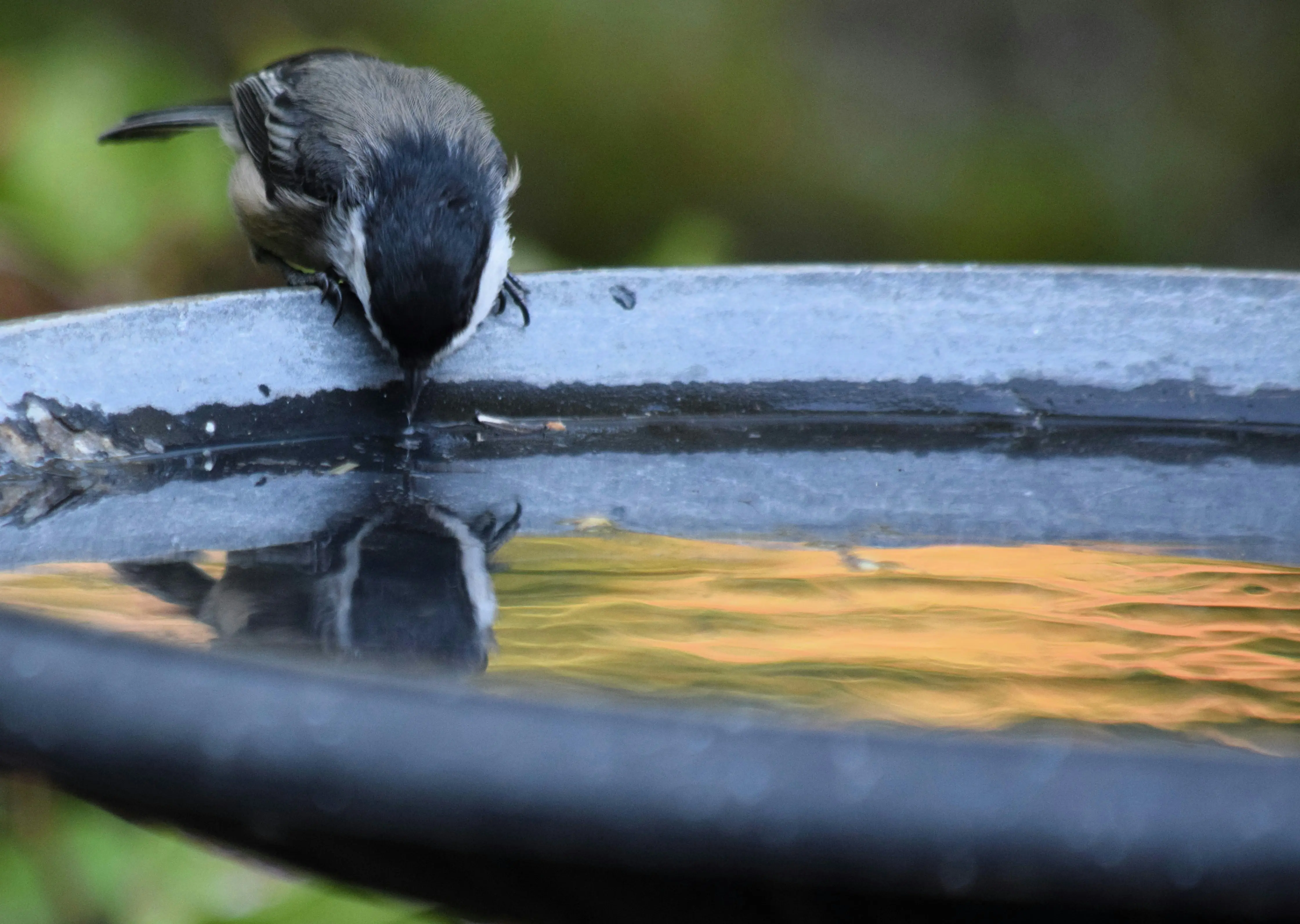 Birdbath Heated : 5 Amazing Winter Survival Tips !