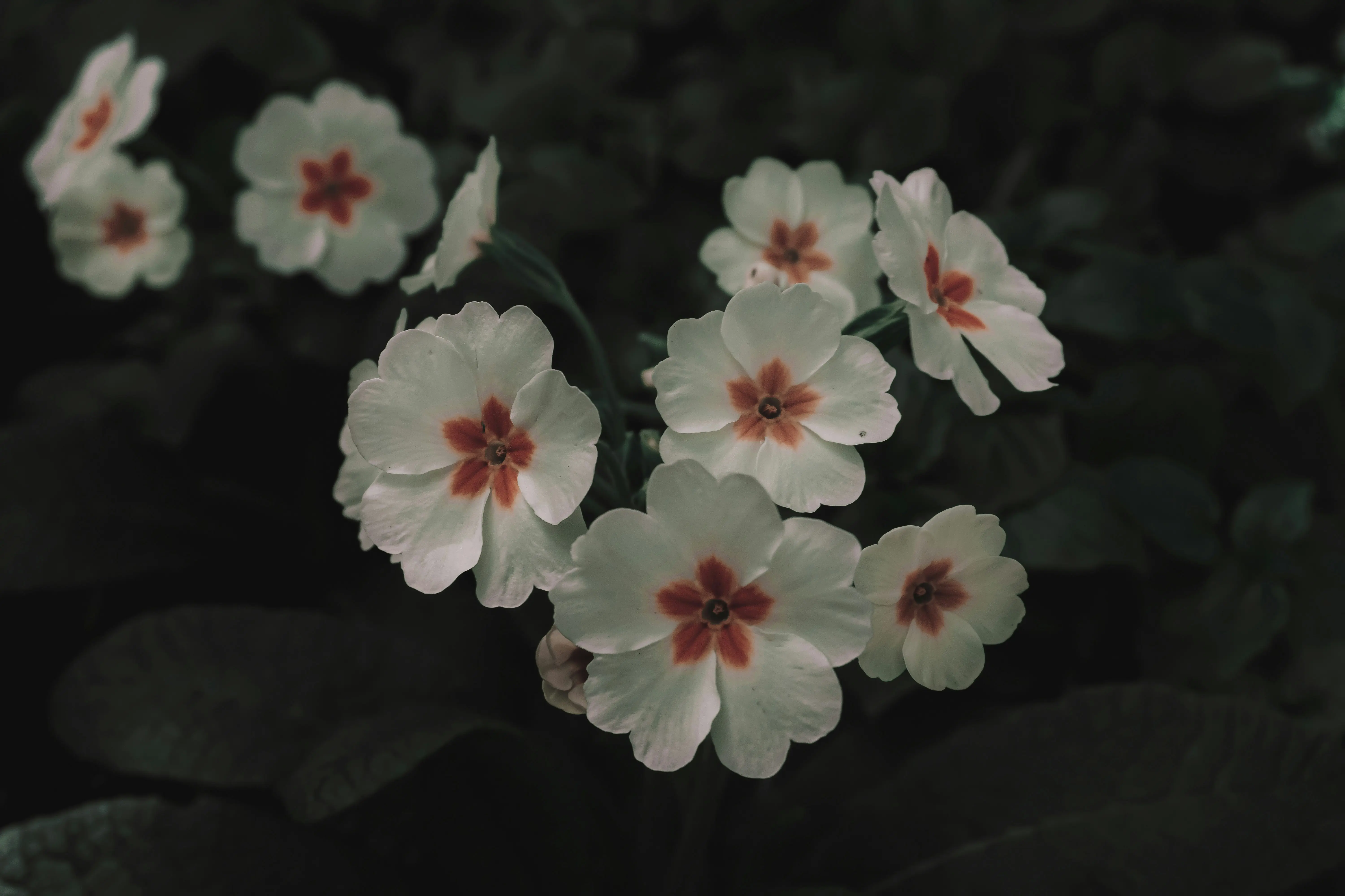 Flowers That Start With V : 7 Vibrant Choices !