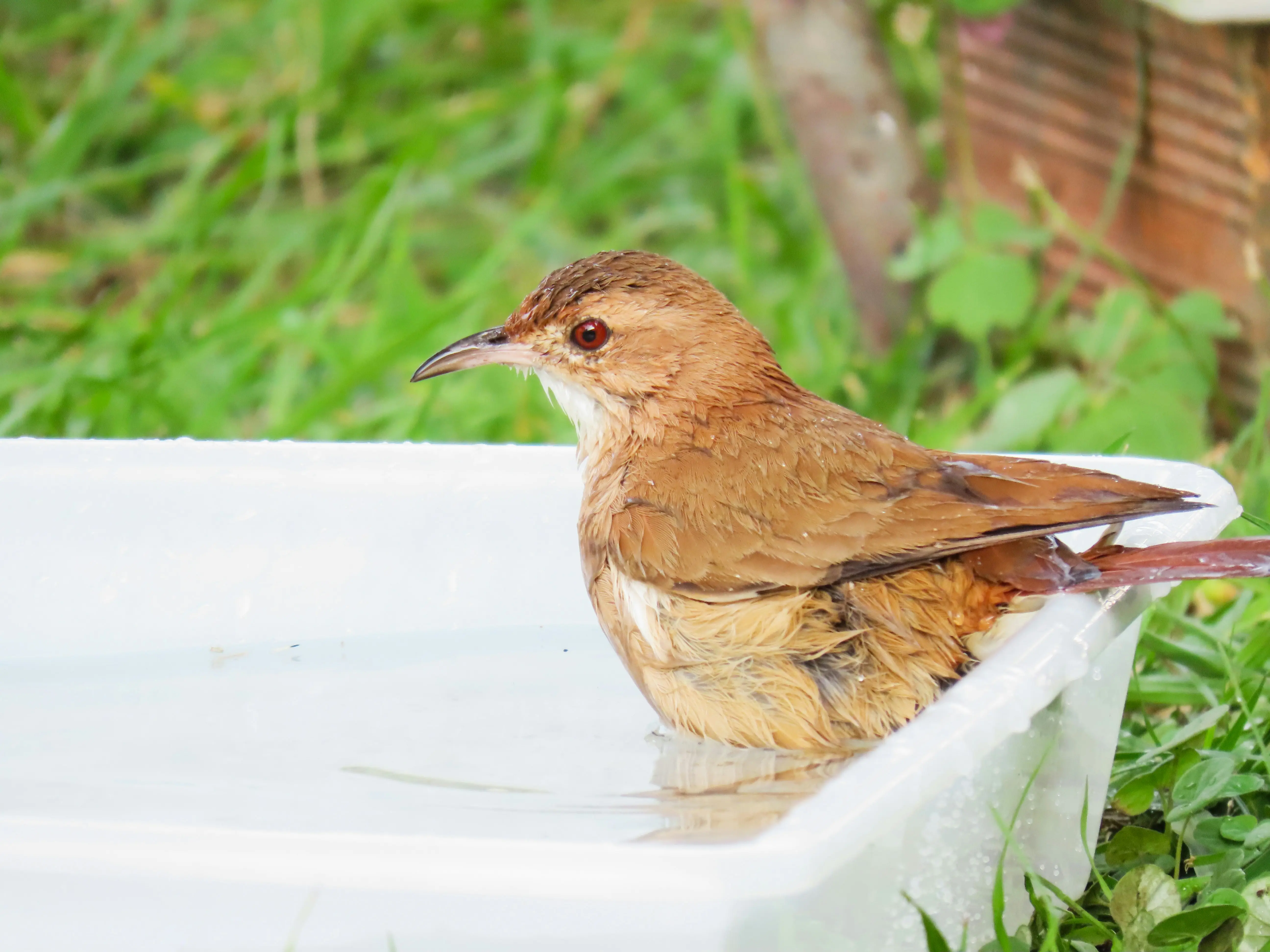 Birdbath Large : 7 Amazing Benefits for Your Garden !