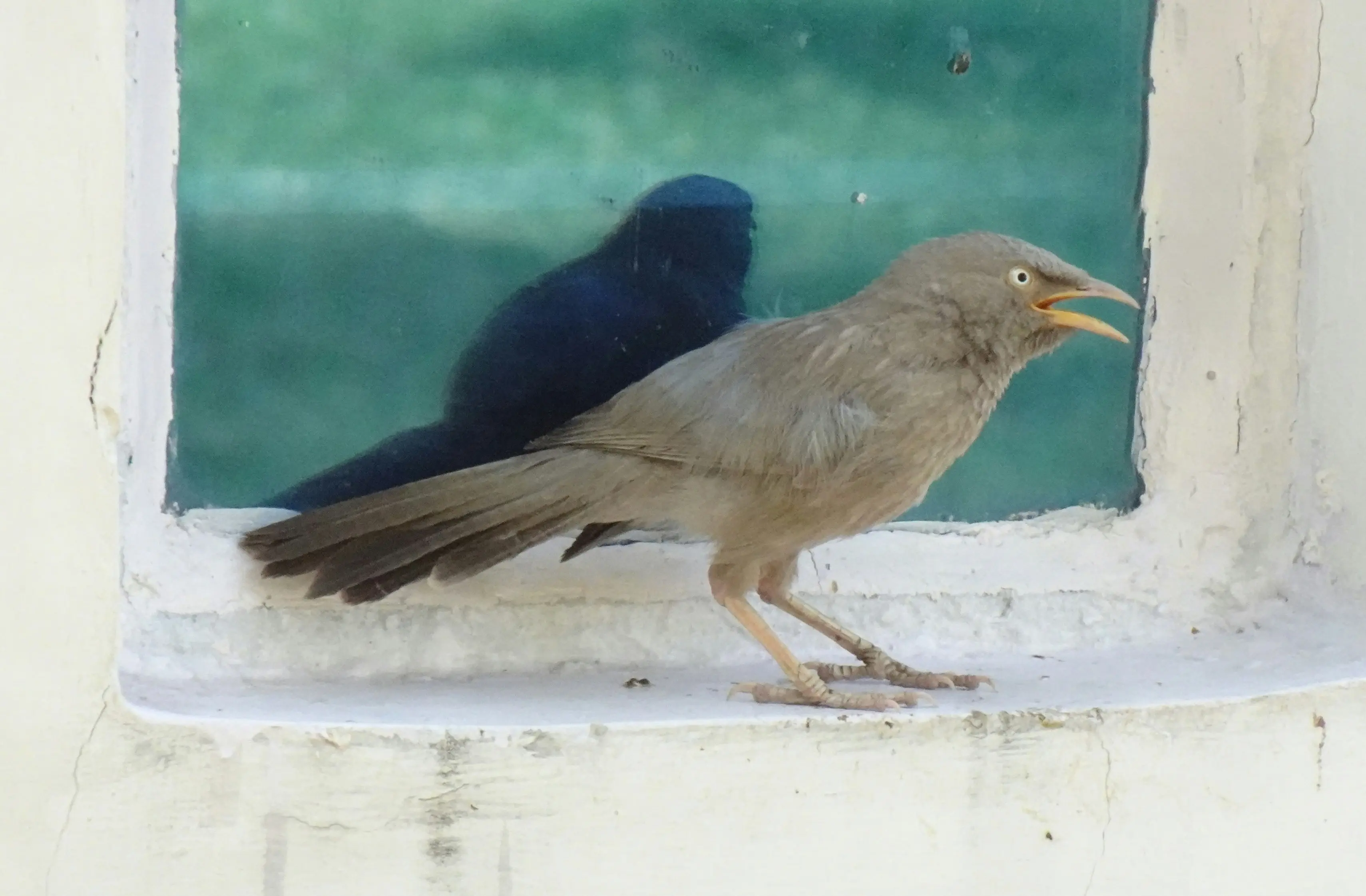 Bluebird Feeders for Mealworms : Top 5 Ultimate Picks !