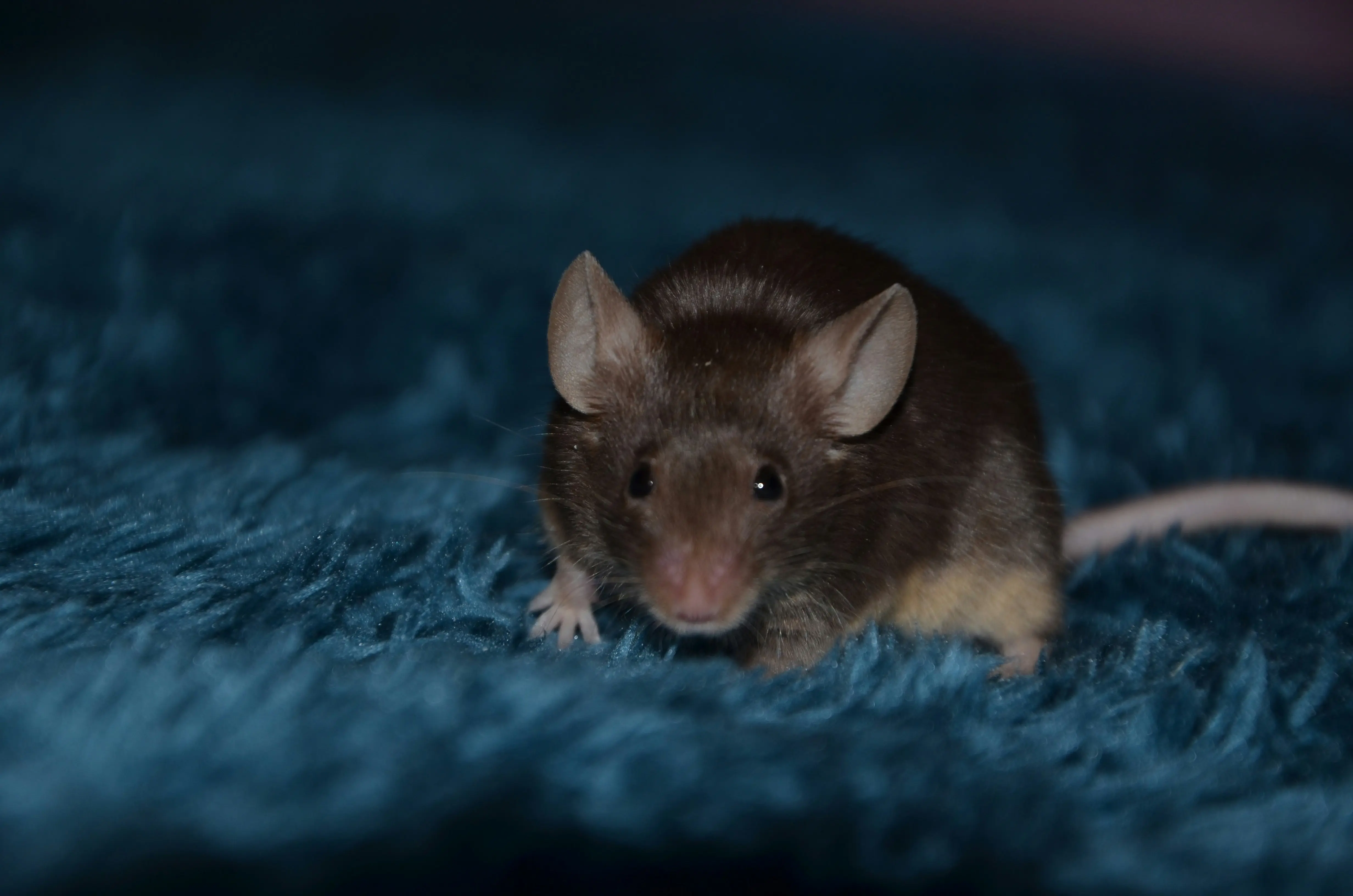 One Bite Mouse Poison : 5 Facts Before You Buy