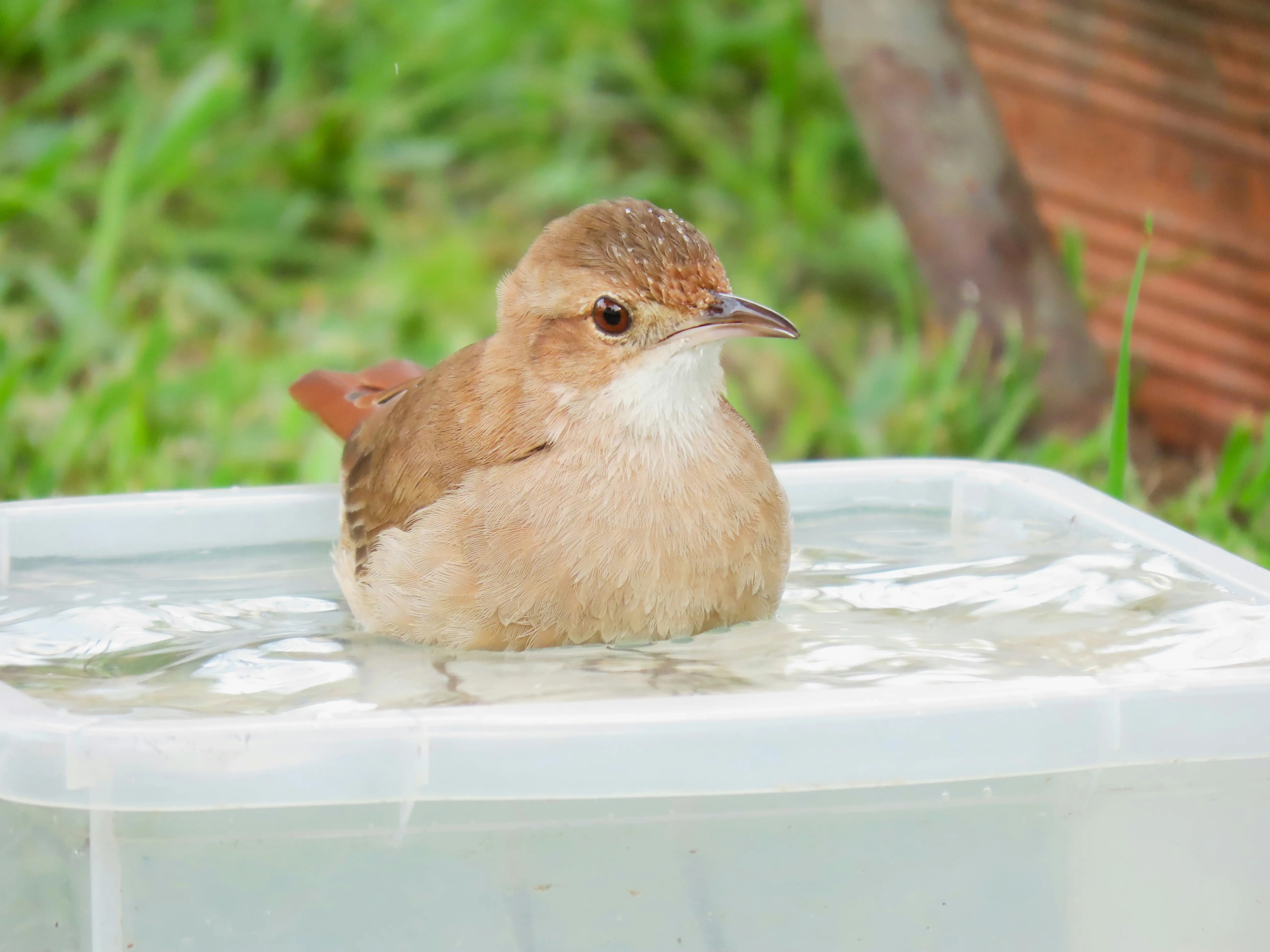 Modernist Bird Bath : Top 5 Sleek Designs !