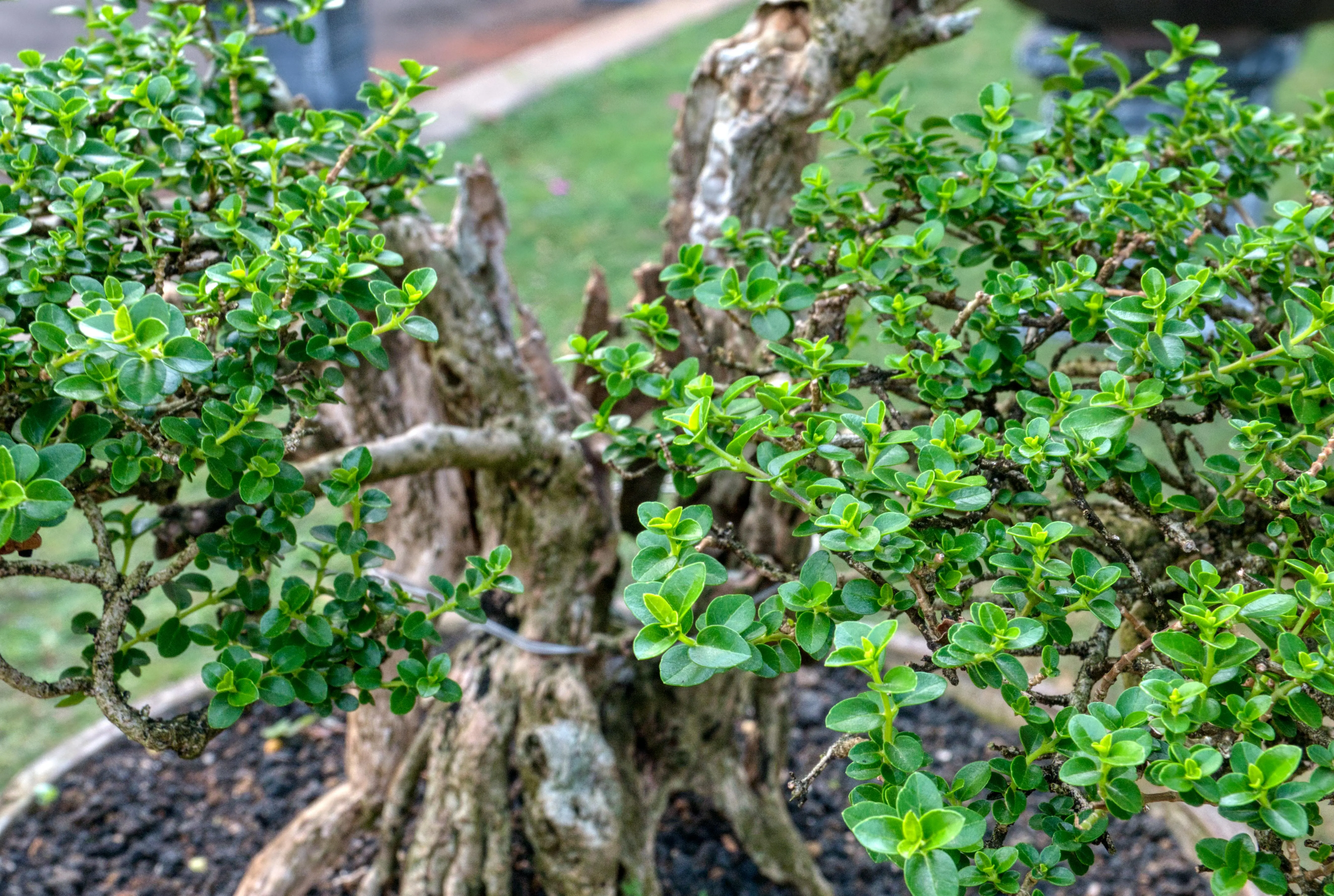 most expensive plant Detailed view of a lush bonsai tree with vibrant green leaves in Banten, Indonesia.