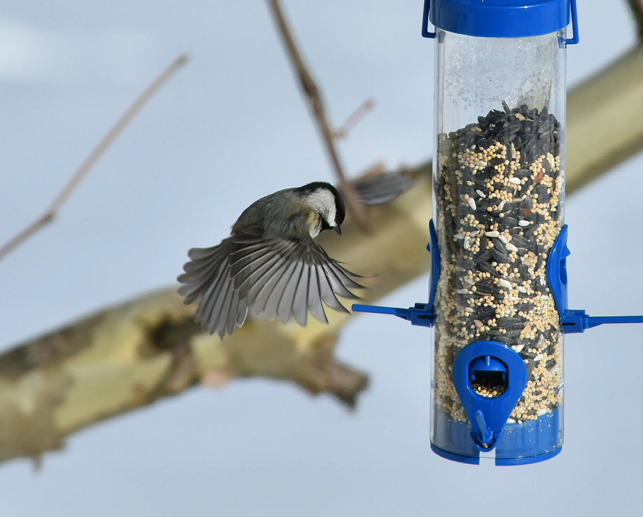 bird cage bird feeder A chickadee bird approaches a seed-filled feeder during winter.