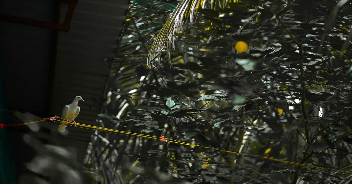 bird cage bird feeder