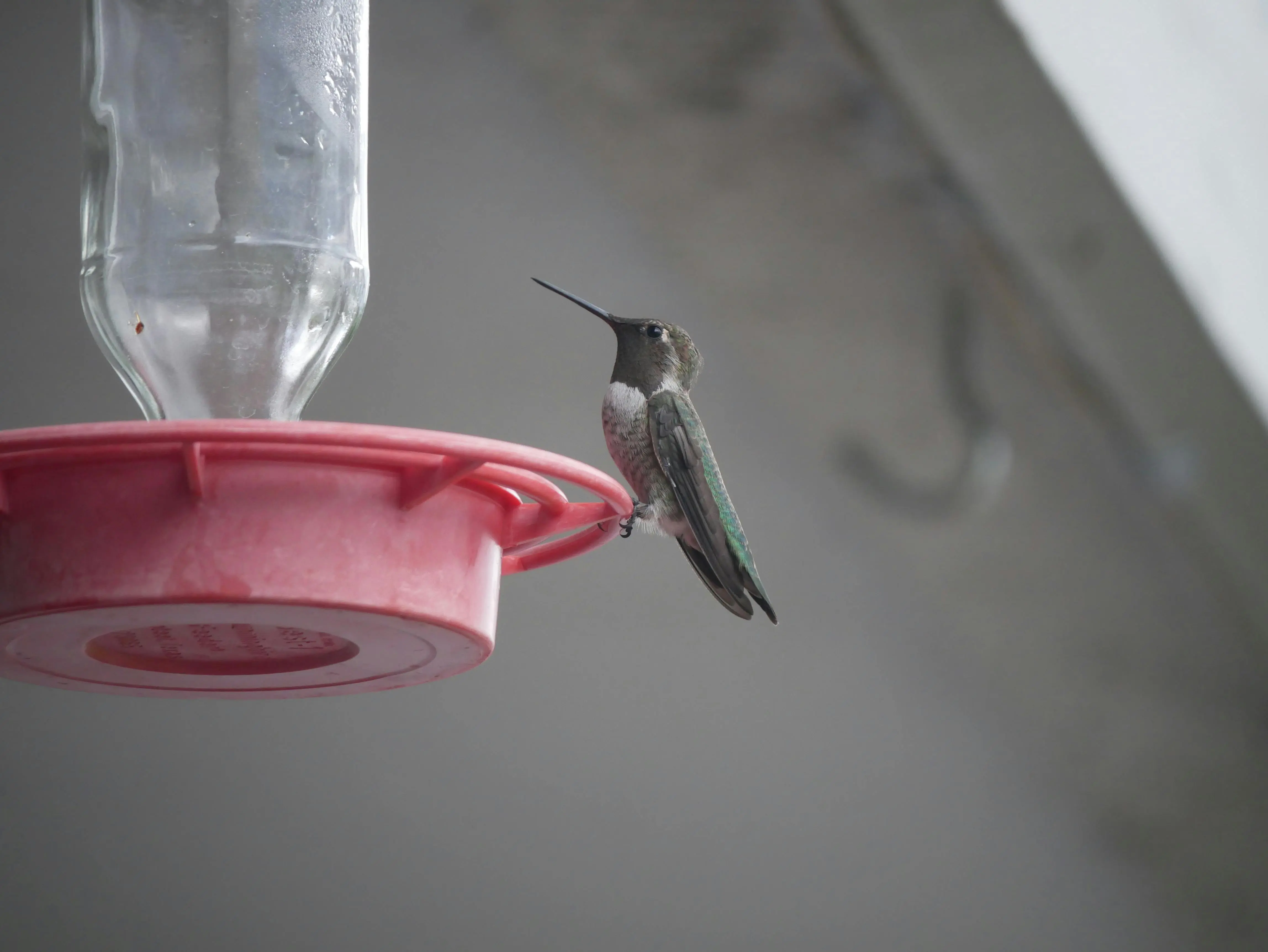 bird cage bird feeder A black-chinned hummingbird perched on a red feeder with a blurred background.