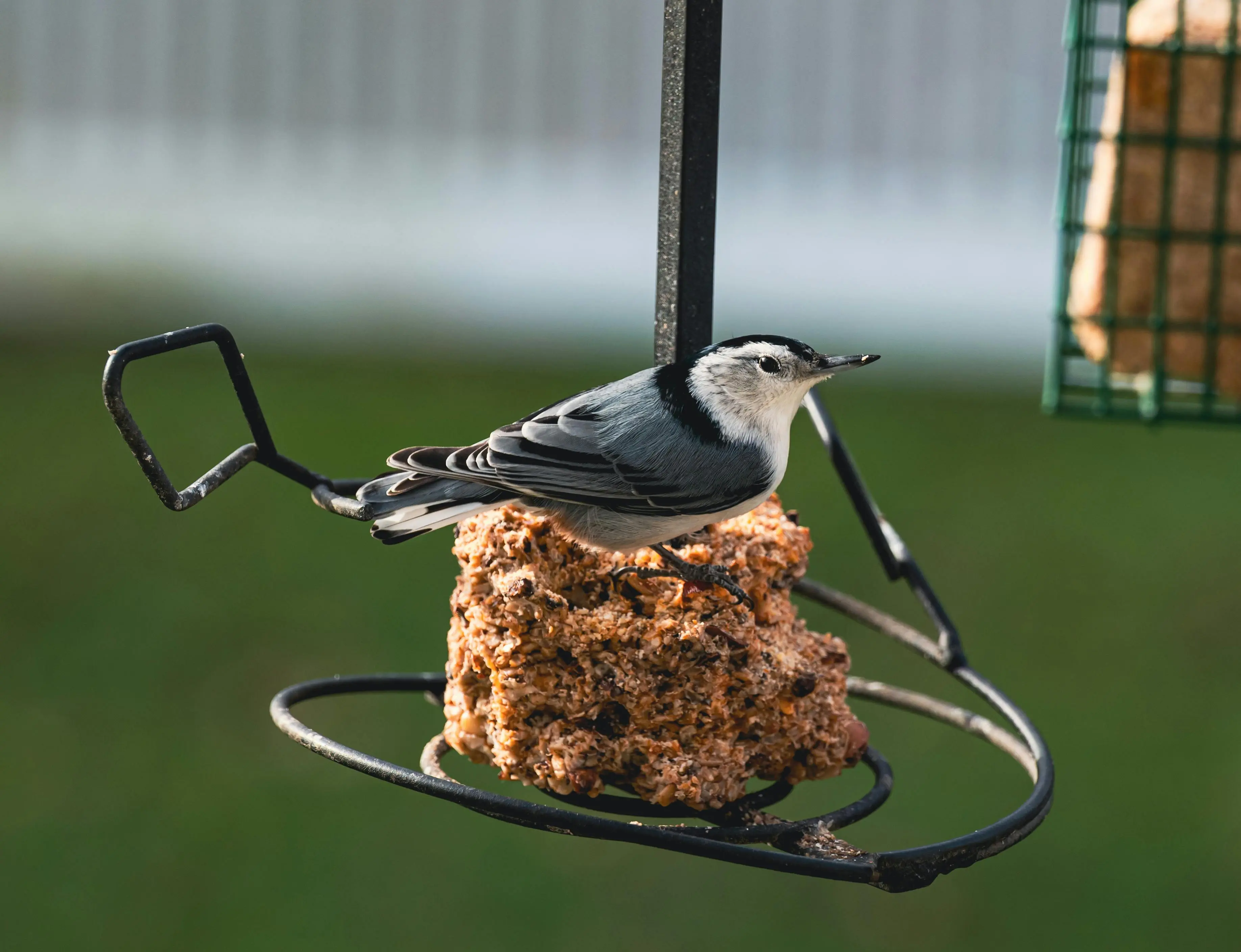 blue bird feeder Close-up of a White-Breasted Nuthatch perched on a stacker feeder outdoors.
