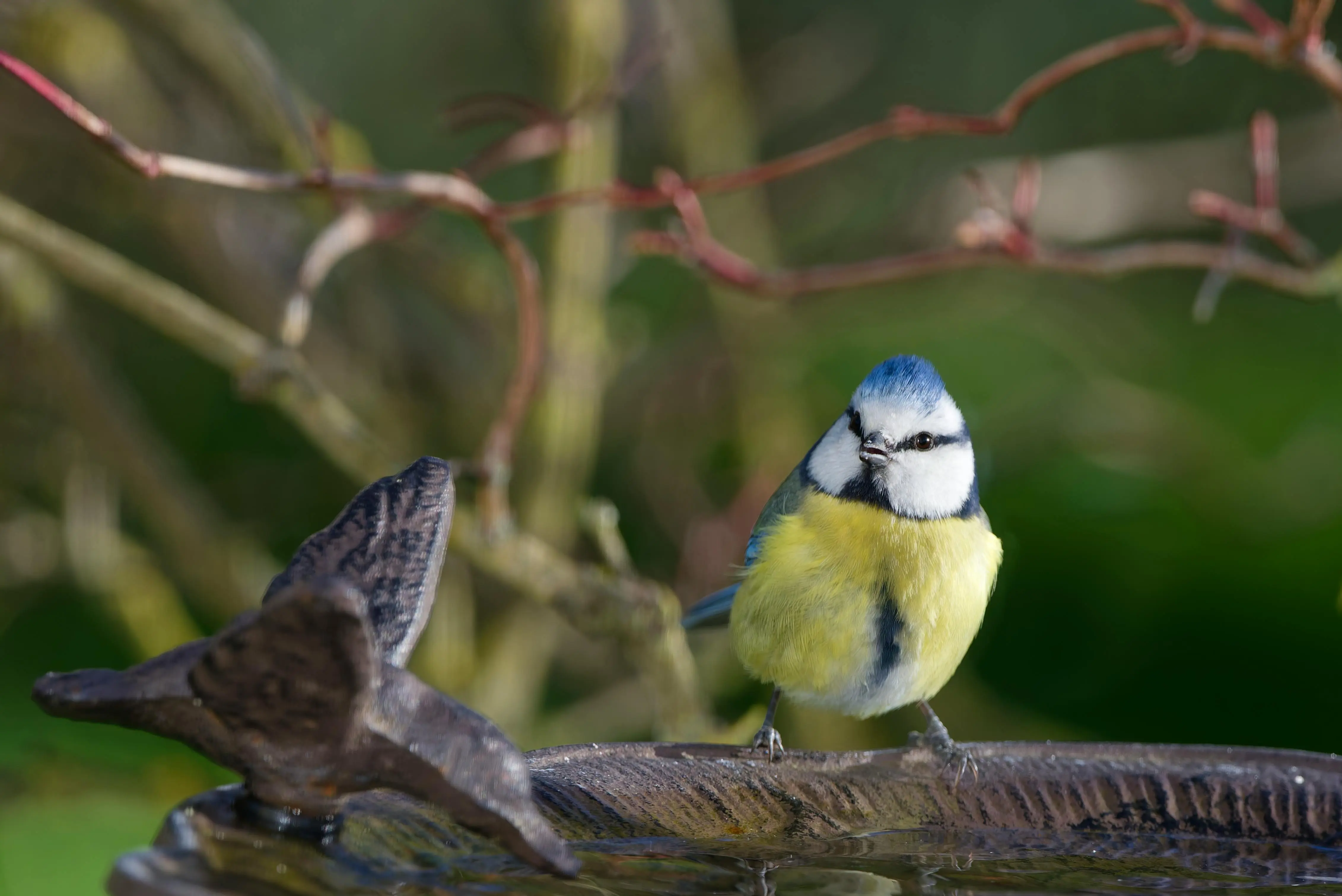 birdbath large A vibrant Blue Tit sits on a birdbath in a peaceful garden setting, showcasing its colorful plumage.