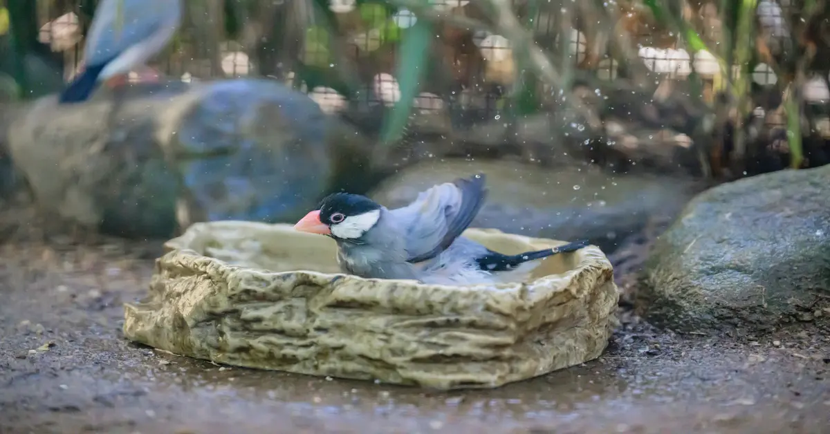 birdbath heated