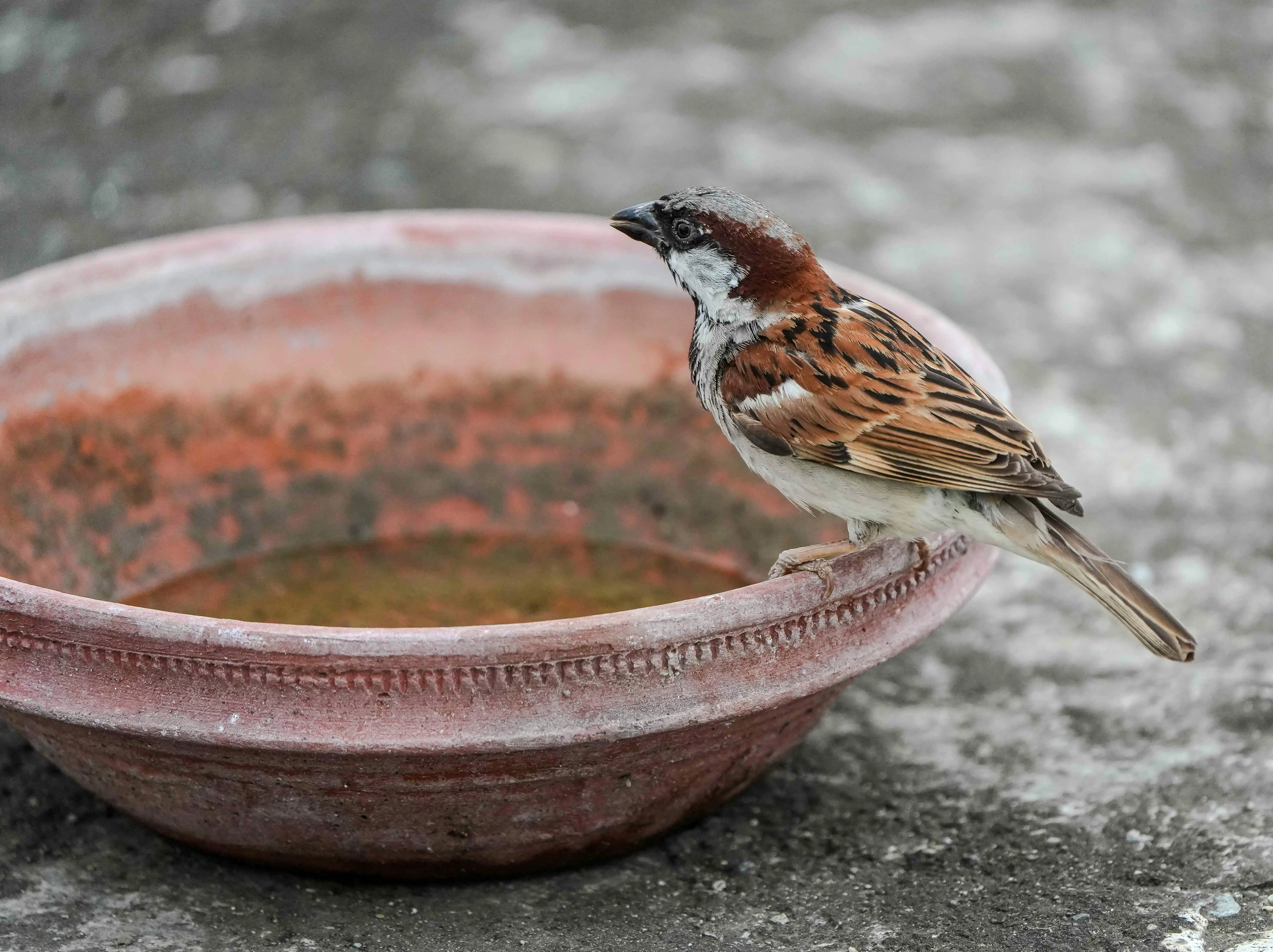 birdbath large A sparrow perched on a weathered clay birdbath, captured in a natural outdoor setting.