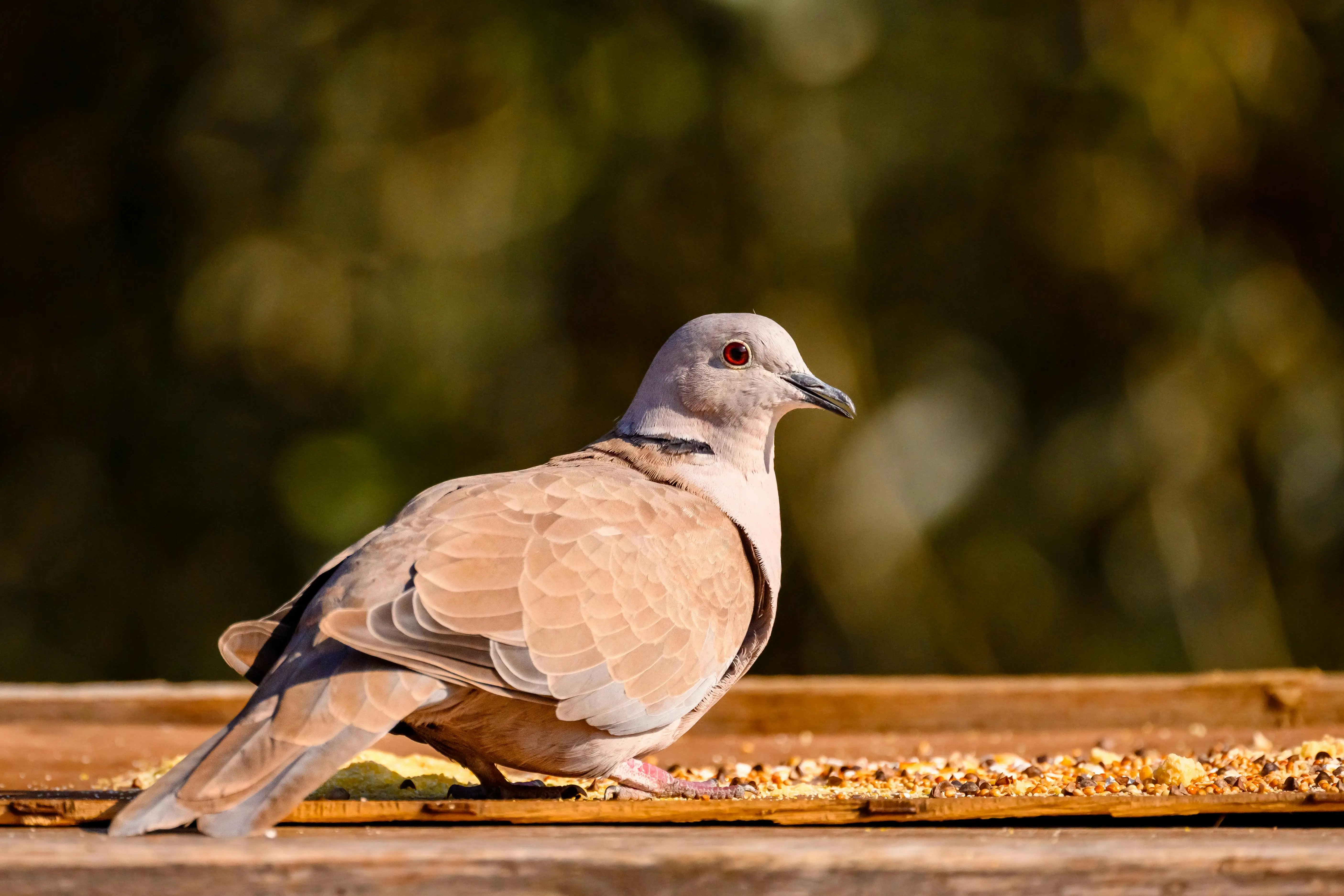 window sill bird feeder Close-up of a dove feeding on seeds in sunny Lazio, showcasing plumage details.