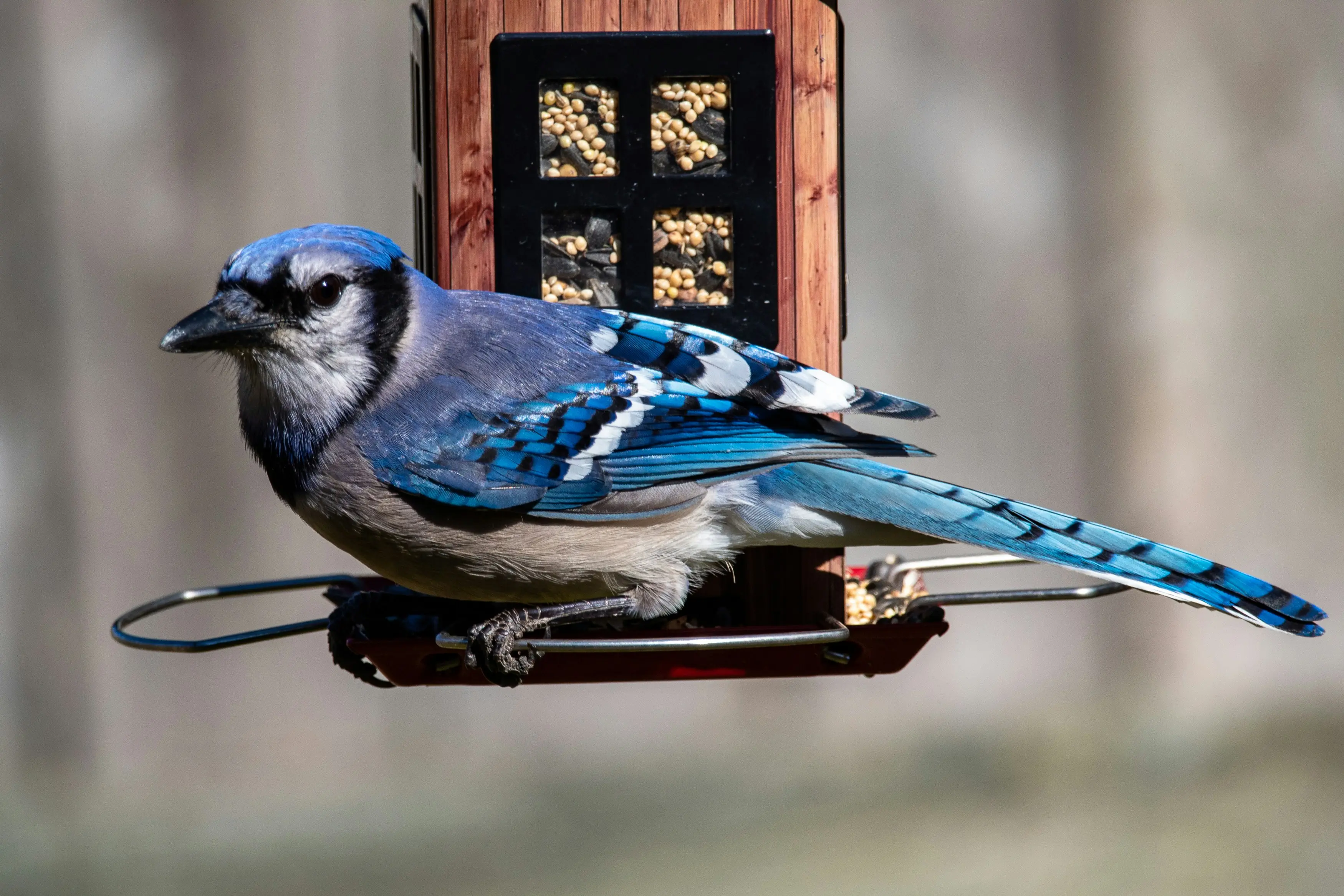 Blue Bird Feeder : 7 Best for Backyard Bliss