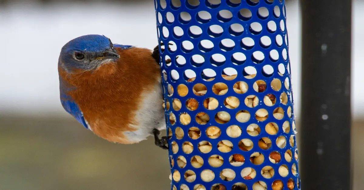 blue bird feeder