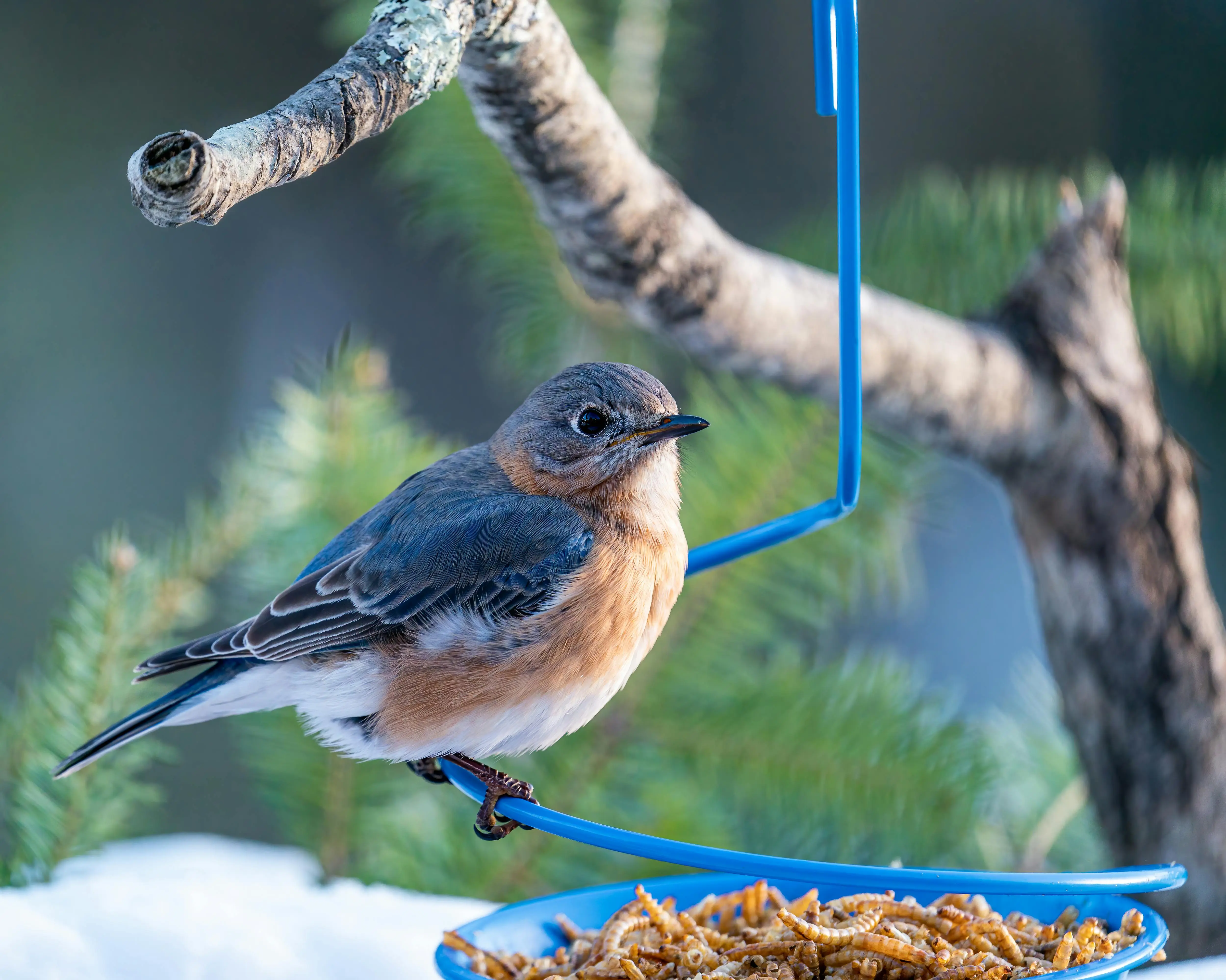 bluebird feeders for mealworms Closeup of little colorful female bird from thrush family sitting on blue feeder with larvas hanging on coniferous tree branch