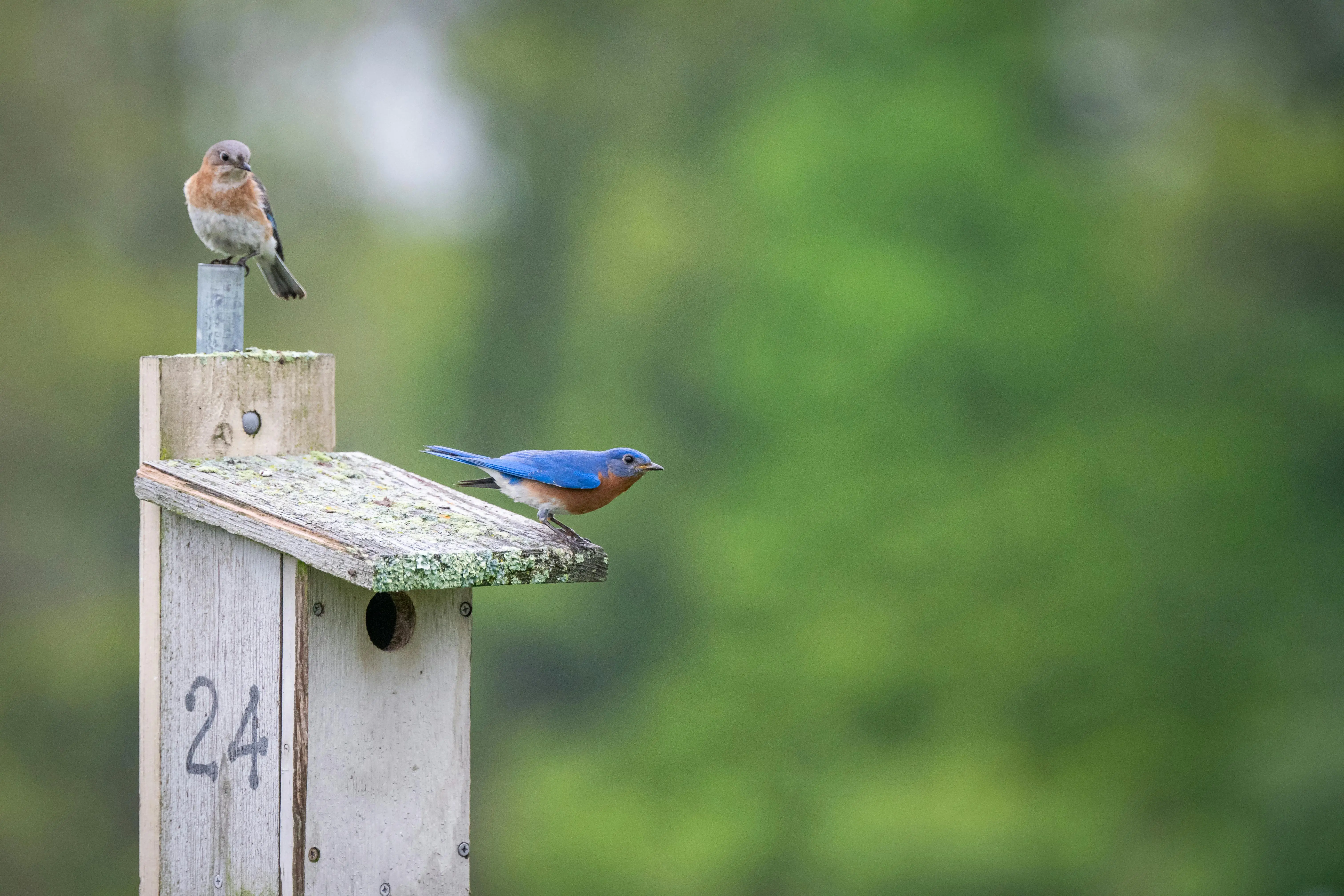 bluebird feeders for mealworms Pair of Eastern Bluebirds resting on a rustic wooden birdhouse against a blurred green background.