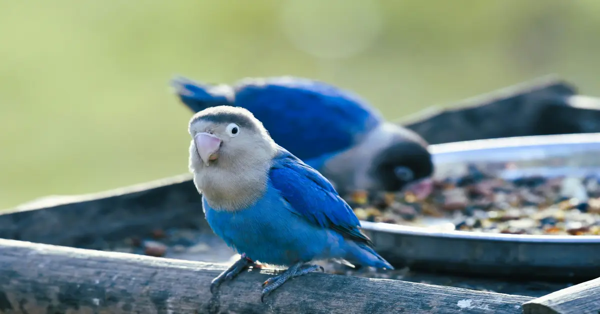 bluebird feeders for mealworms