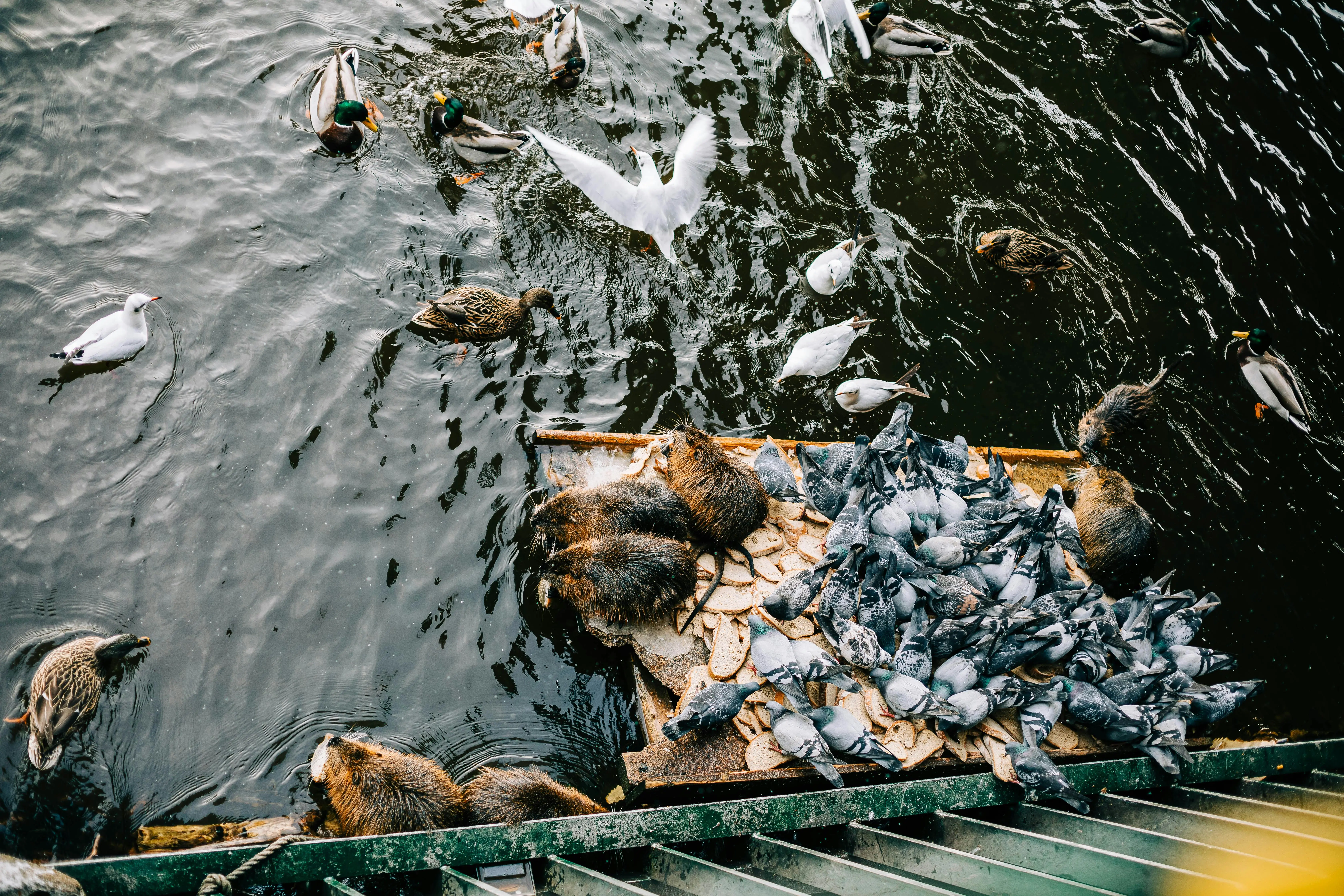 bluebird feeders for mealworms Ducks, seagulls, pigeons, and rodents gather around bread by the river.