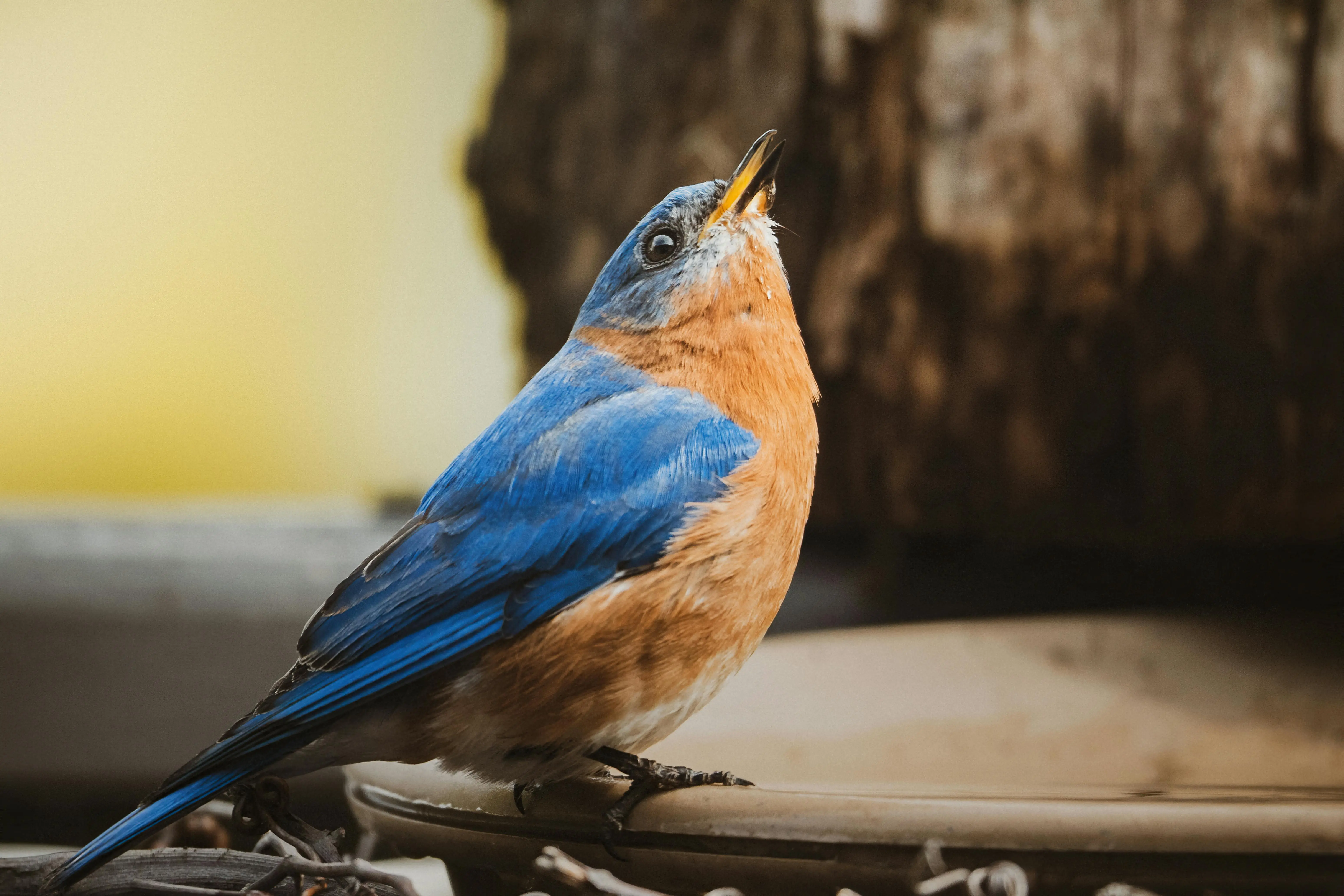 blue bird feeder Detailed photo of a bluebird drinking water, showcasing vibrant colors and feathers.