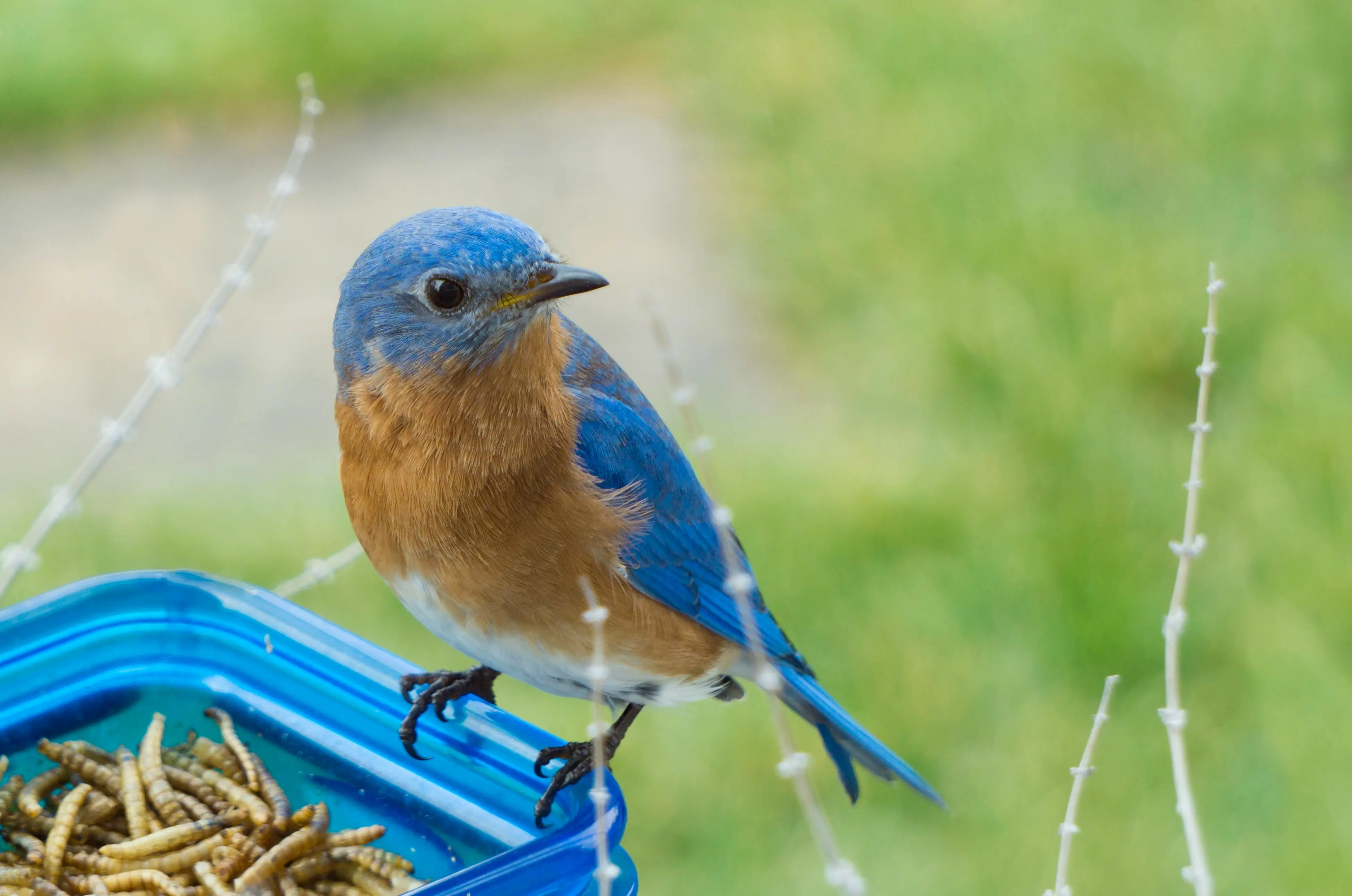 blue bird feeder Close-up of a colorful Eastern Bluebird perched on a container of worms outdoors.