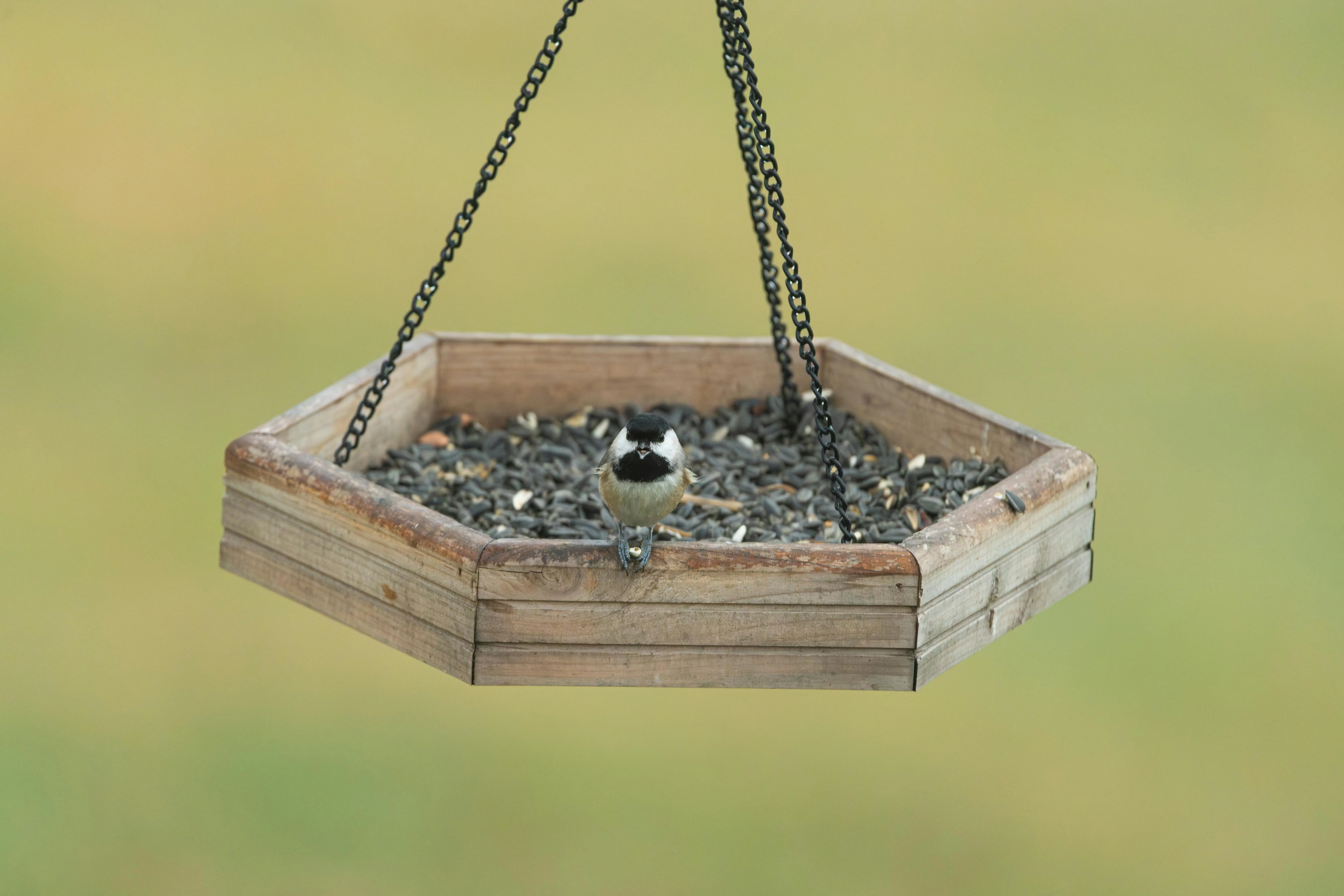 blue bird feeder A chickadee perched on a wooden bird feeder filled with seeds outdoors.