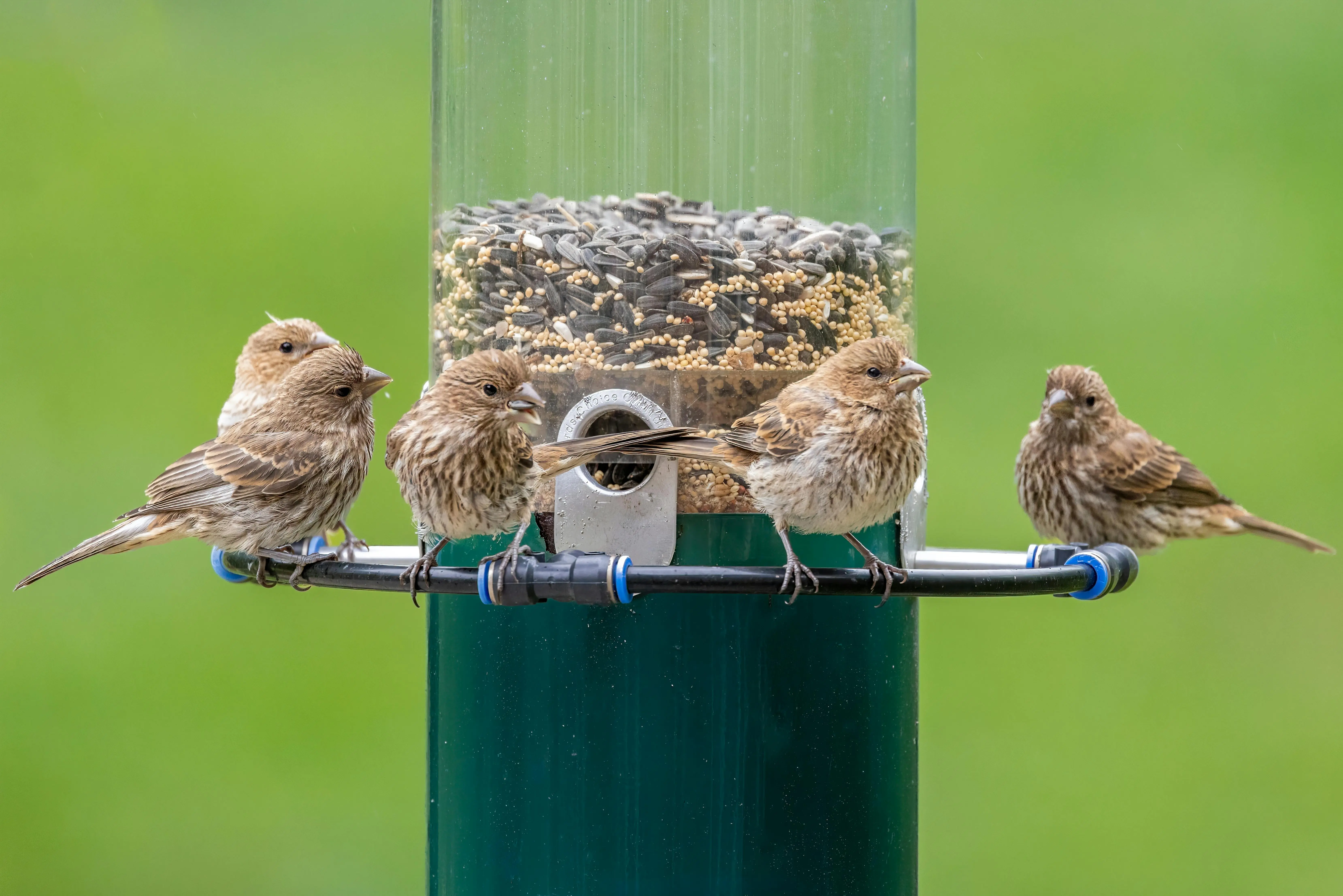 window sill bird feeder Four sparrows perch on a bird feeder in Southborough, MA, enjoying seeds on a green day.