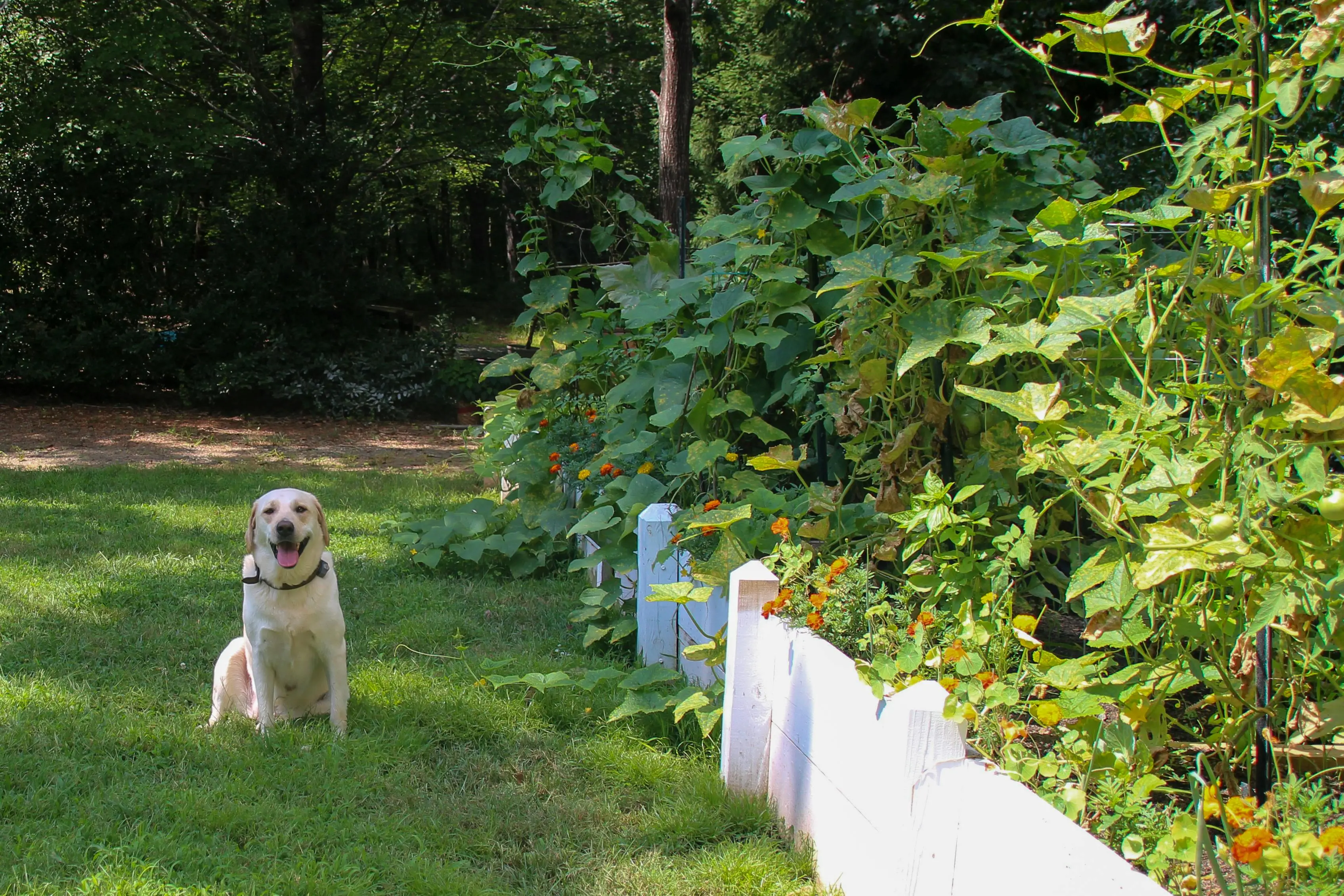 raised circular garden beds Charming Labrador dog sitting in a vibrant green garden under summer sunlight.
