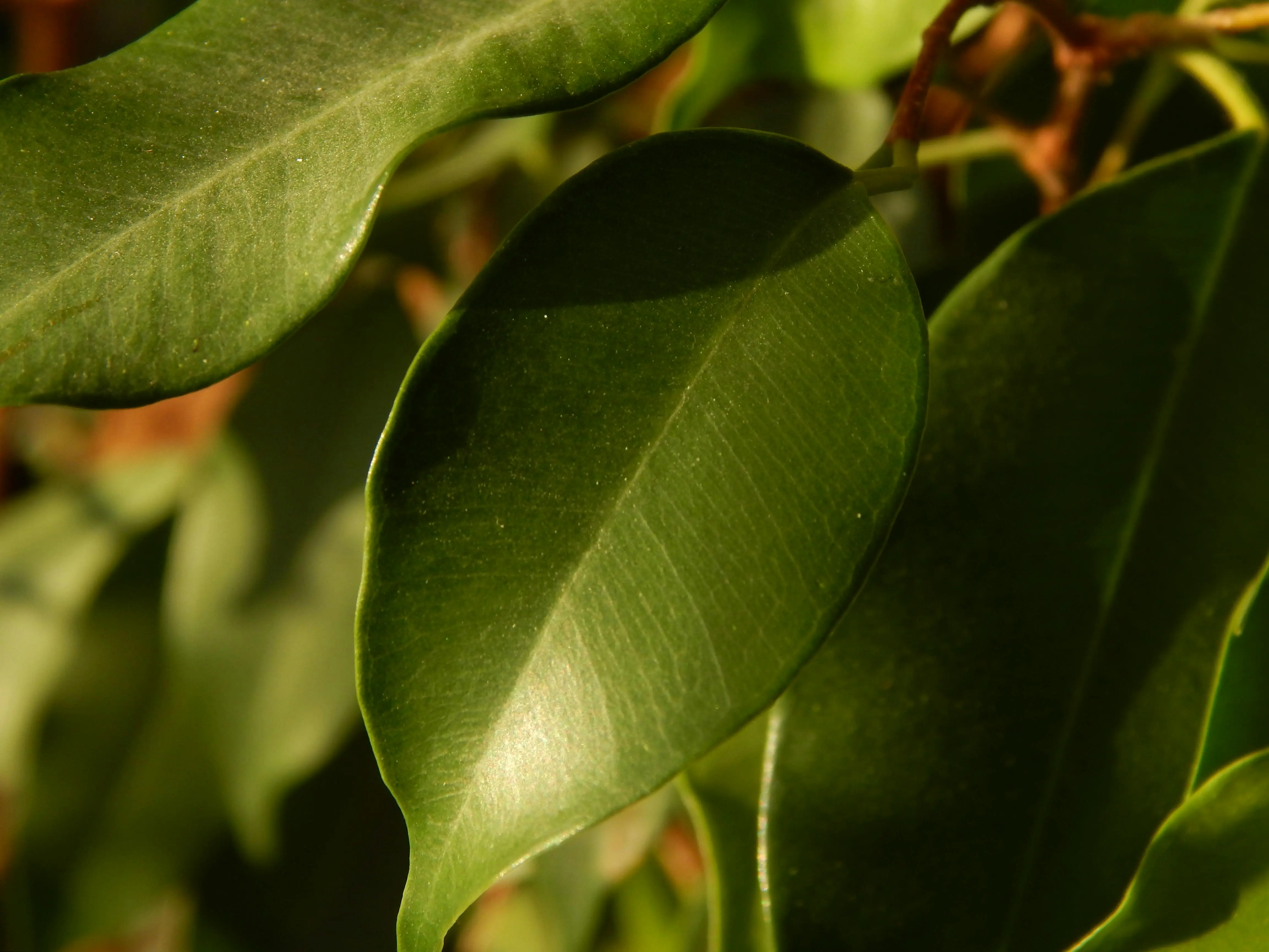 green quartz countertops Detailed close-up of vibrant green leaves with sunlight highlighting the textures.