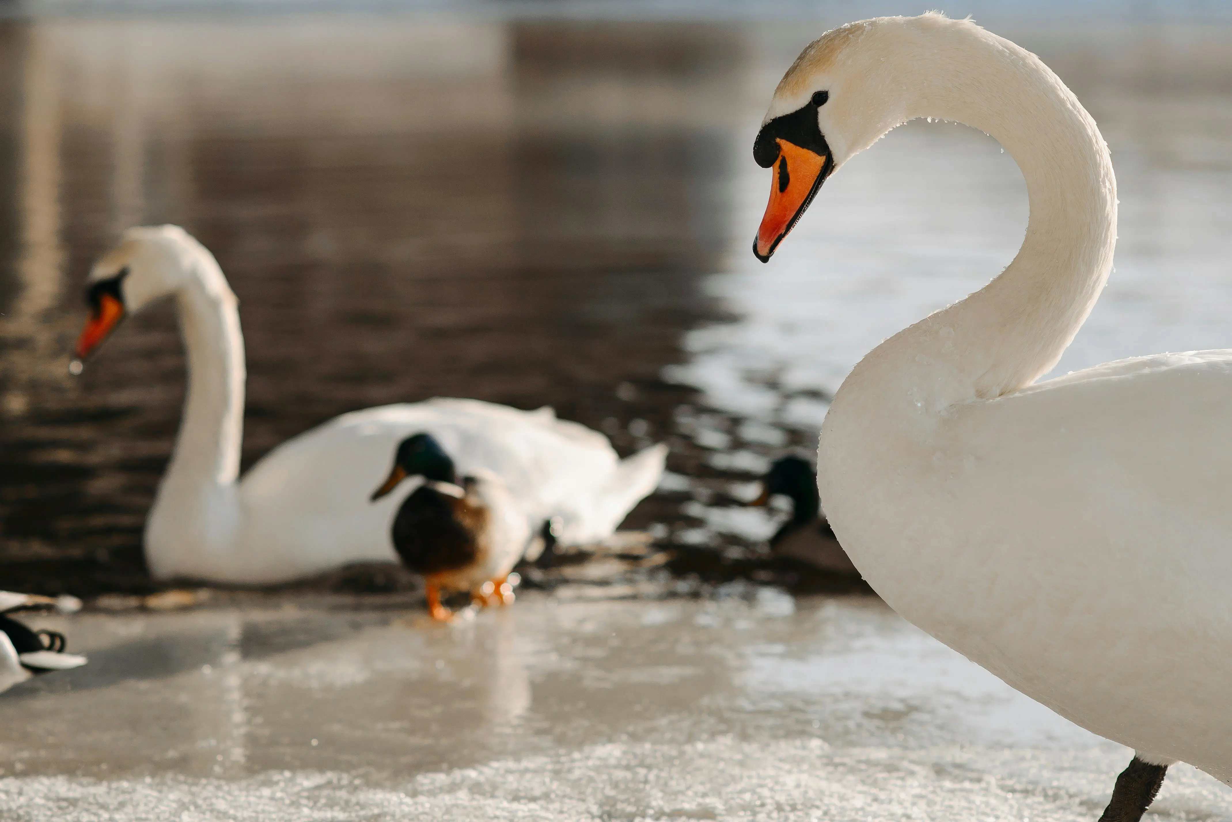 birdbath heated Close-up of swans and ducks on a partially frozen lake; a serene wildlife scene.
