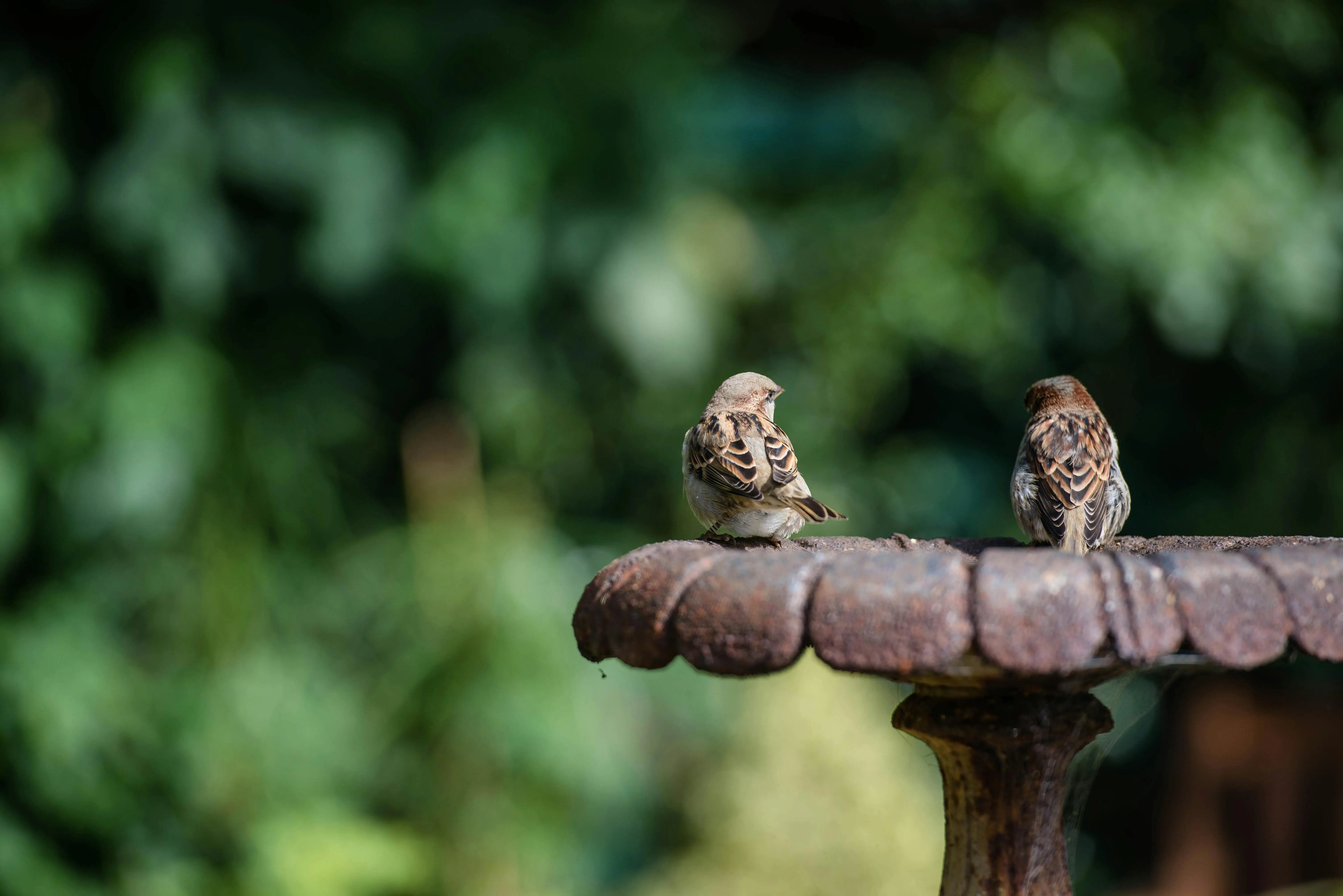 birdbath heated Small sparrows passerine birds perching on metal structure against blurred greenery in park