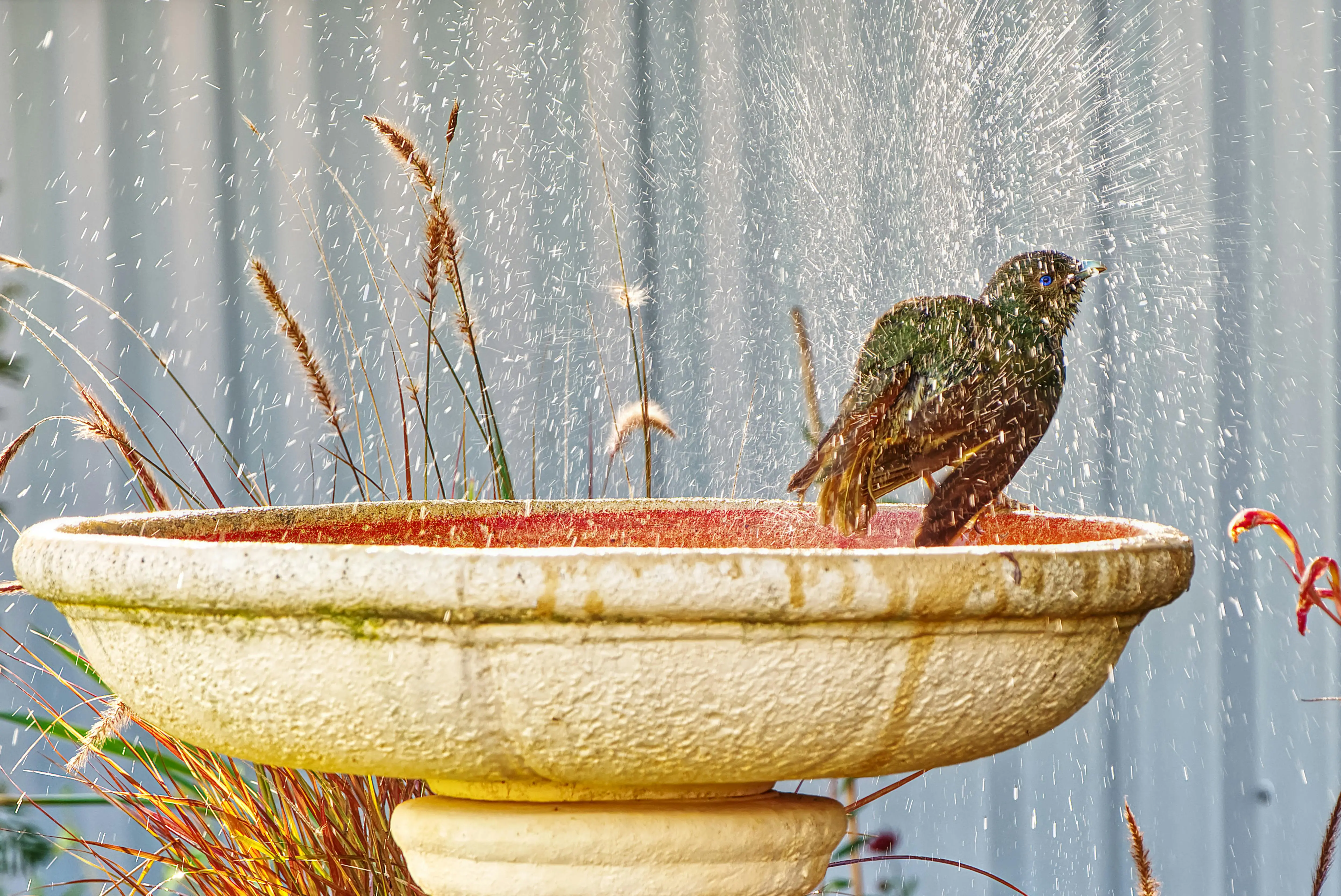 modernist bird bath A vibrant bird enjoying a bath in a garden fountain with splashing water.