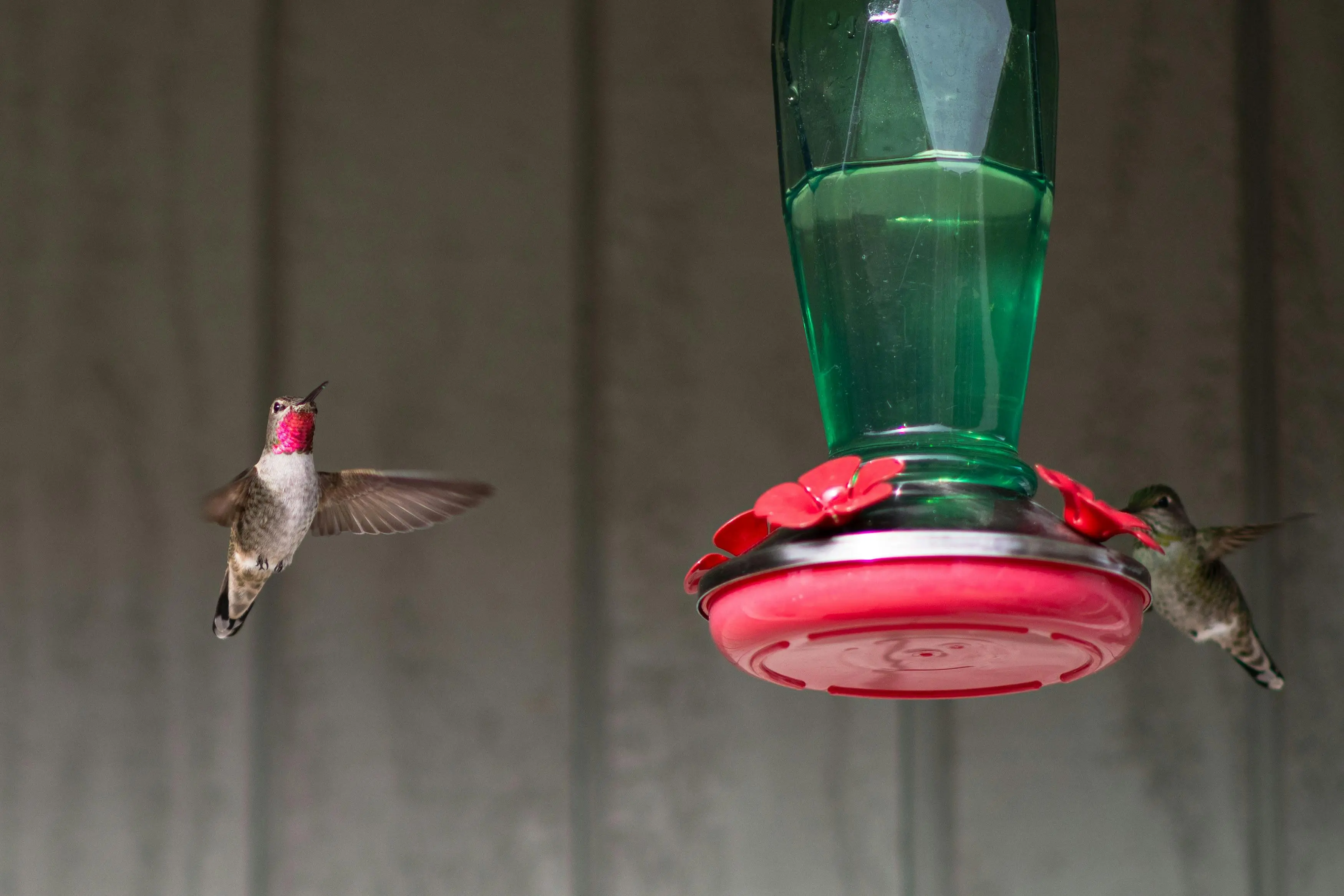 window sill bird feeder Anna's hummingbirds captured in mid-flight while feeding on nectar outdoors.
