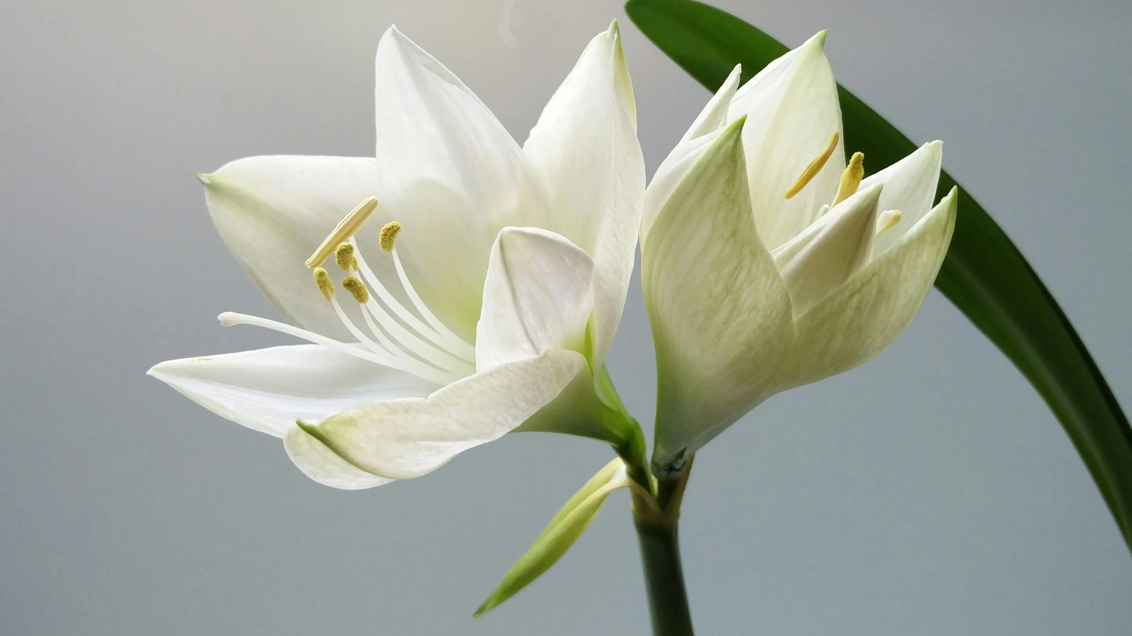 easter with flowers Close-up of blooming white lilies with soft lighting and a simple background.