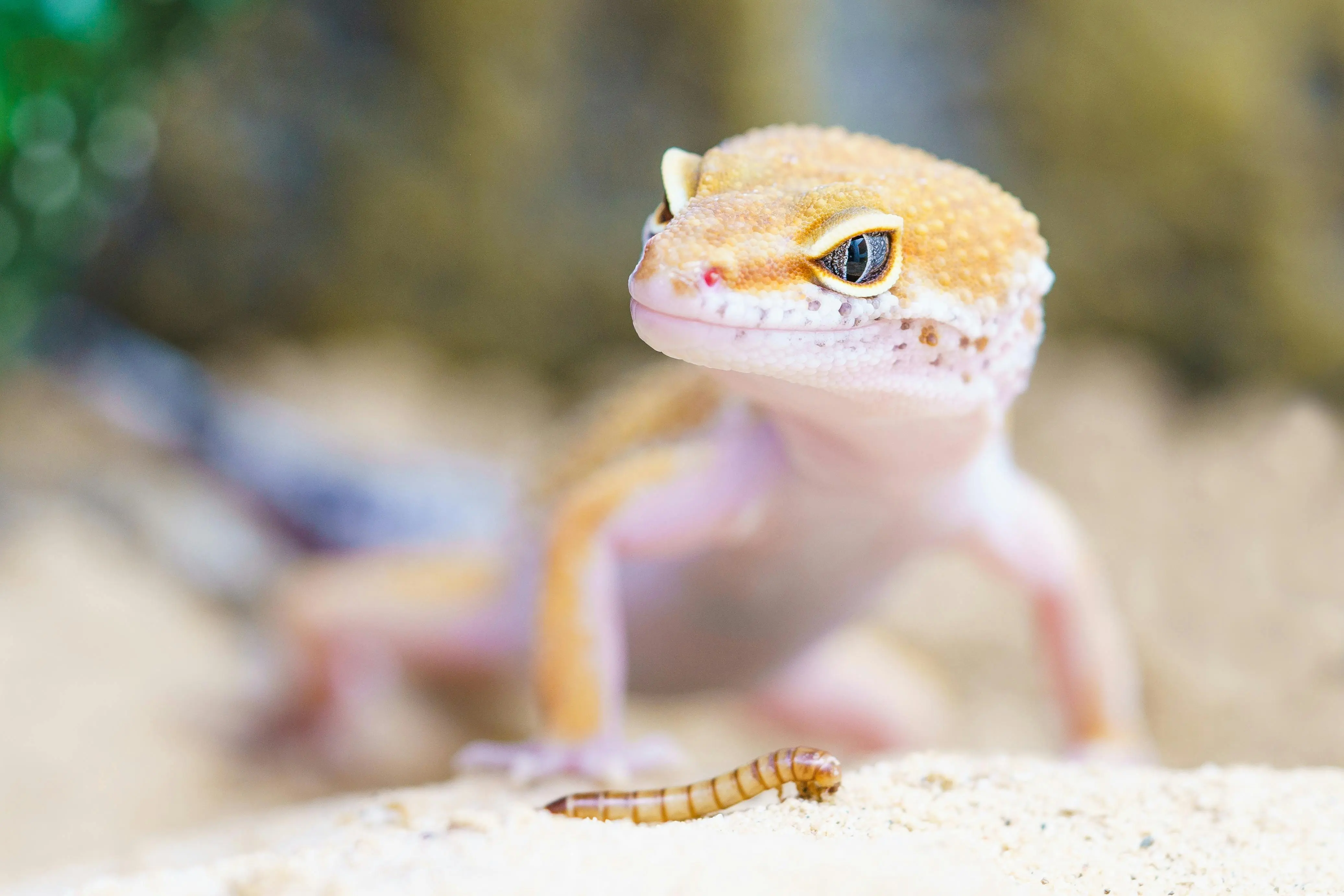 mealworm feeders Bright and detailed close-up of a leopard gecko eyeing a mealworm outdoors.