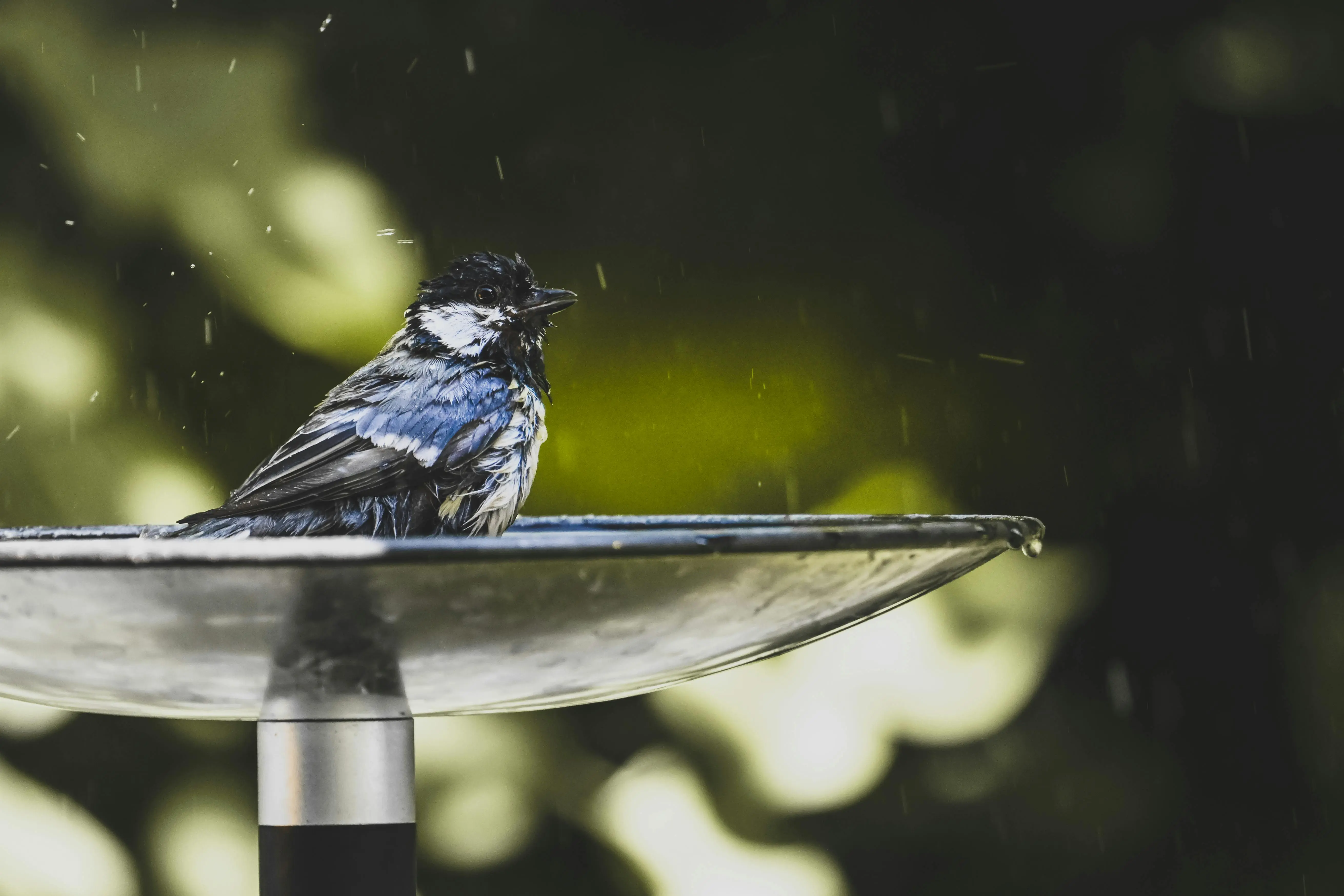 modernist bird bath A beautiful songbird enjoying a refreshing bath in a sunlit birdbath, highlighting its vibrant feathers.