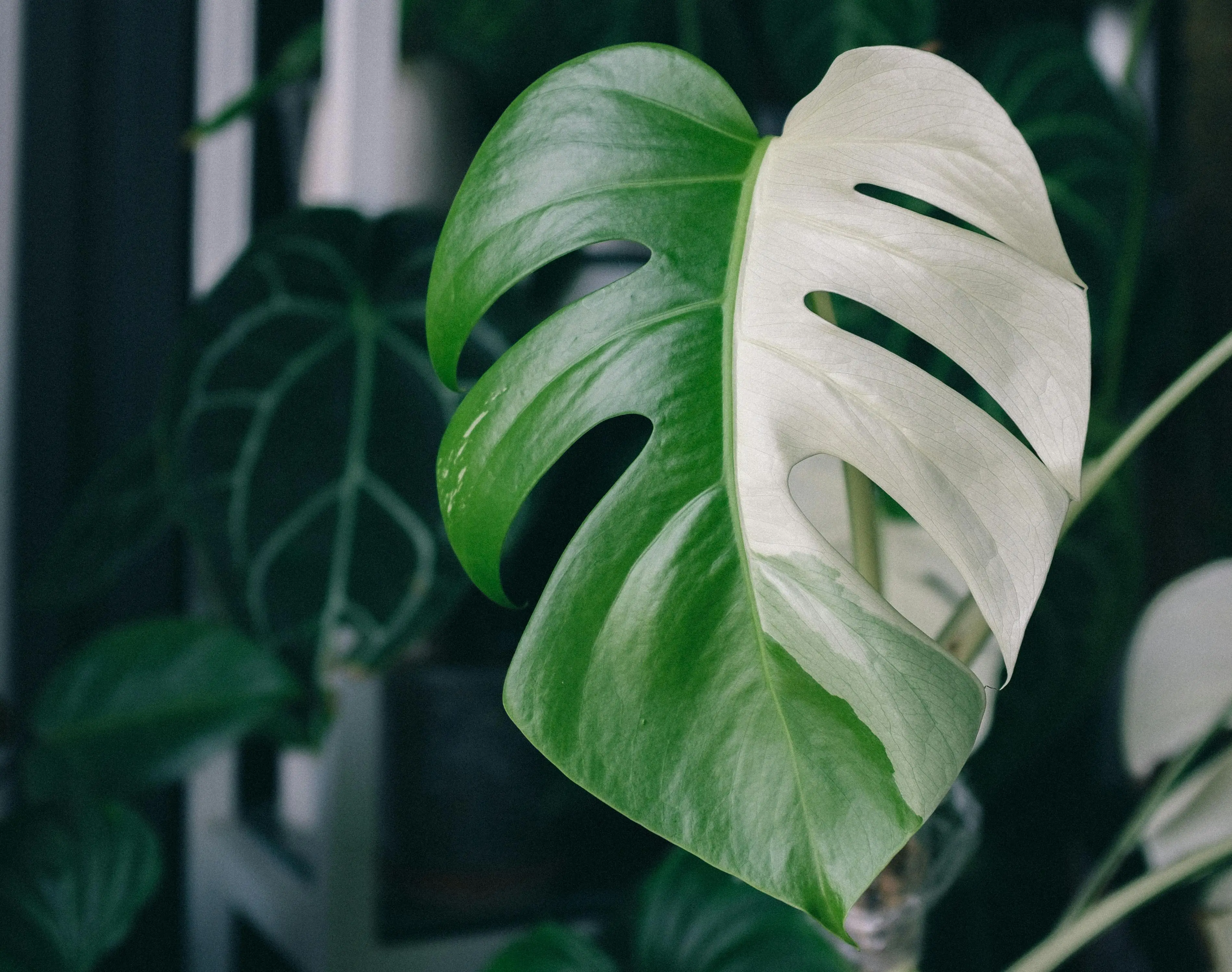 most expensive plant Zen-inspired close-up of a variegated Monstera leaf showcasing natural beauty and tranquility.