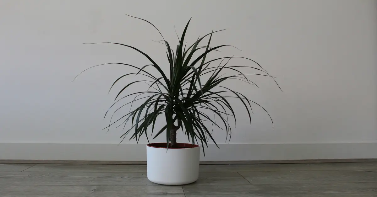 most expensive plant