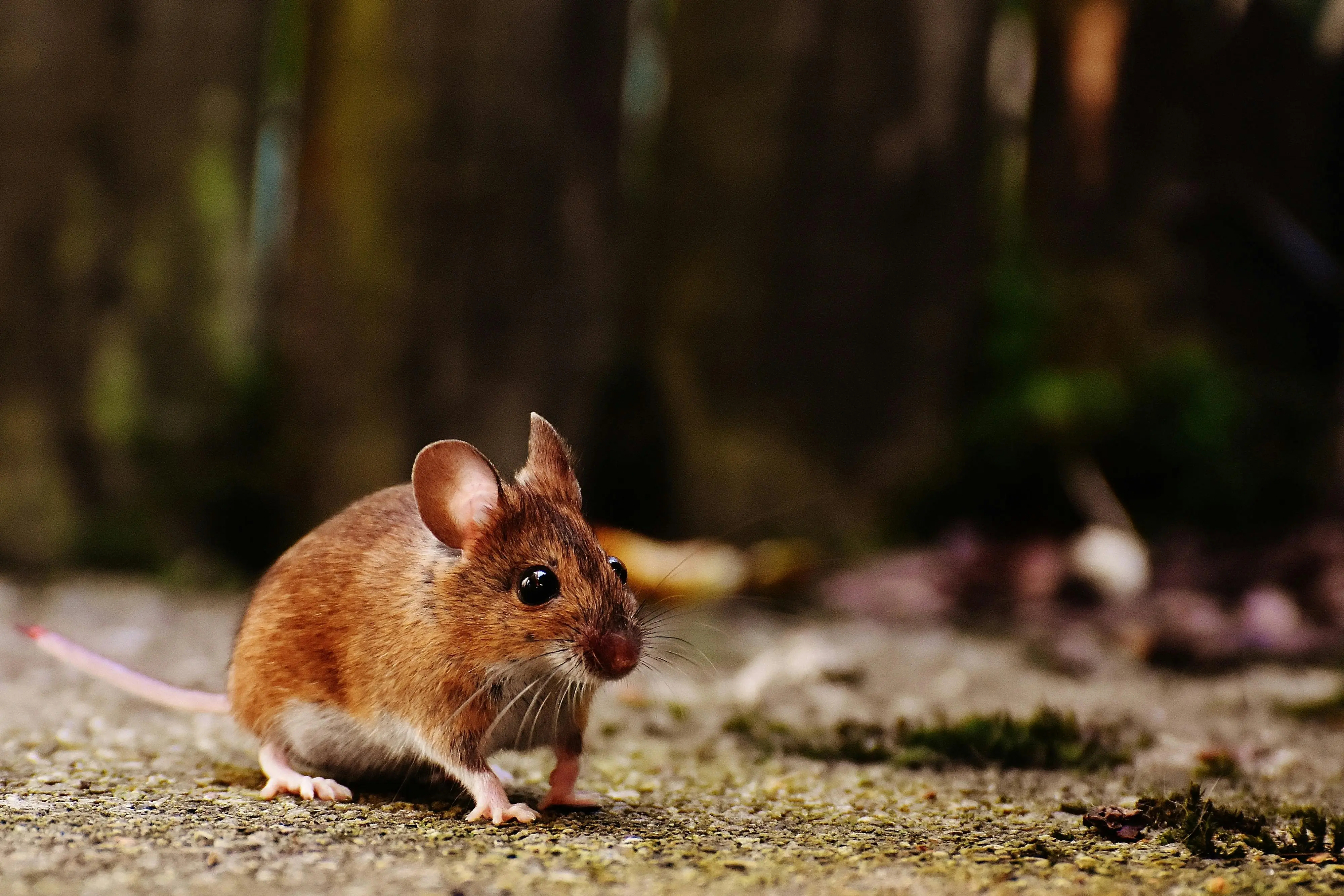 one bite mouse poison A detailed shot of a brown wood mouse on a natural outdoor surface, highlighting its whiskers and fur.