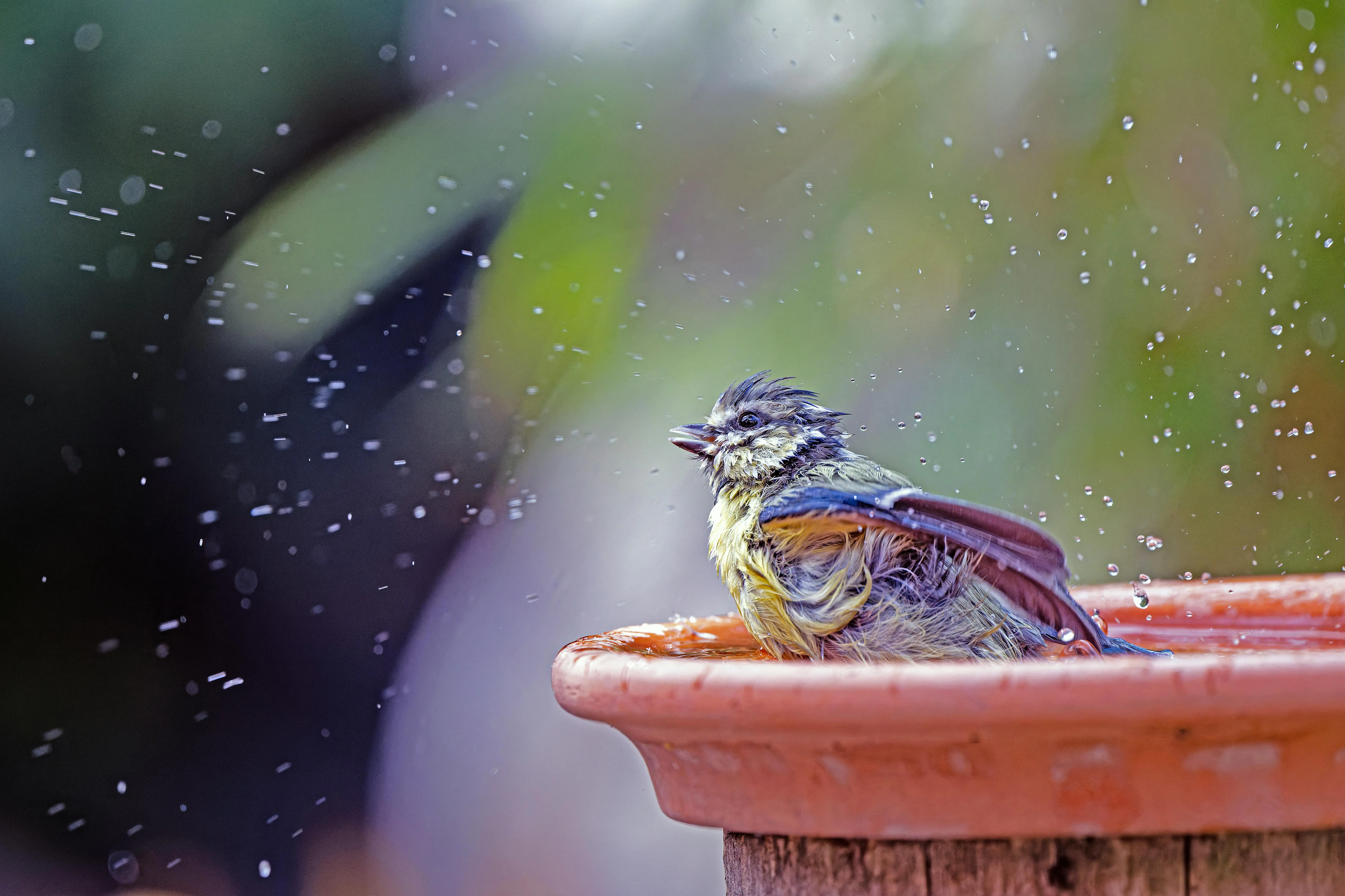 modernist bird bath A vibrant bird enjoys a refreshing bath in a garden water dish.