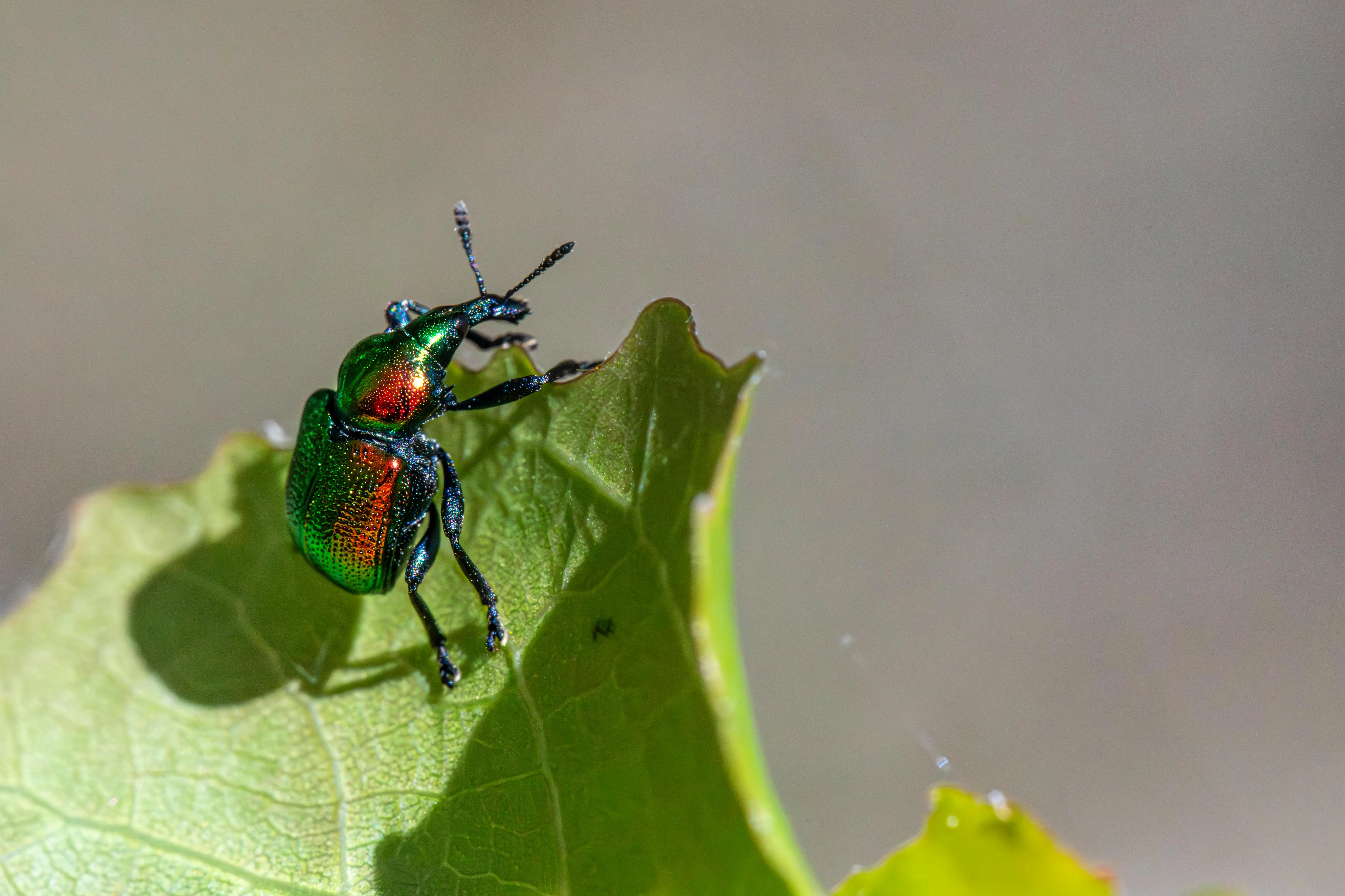 farnam just one bite ii rat Vibrant close-up of an aspen leaf-rolling weevil on a leaf in summer.
